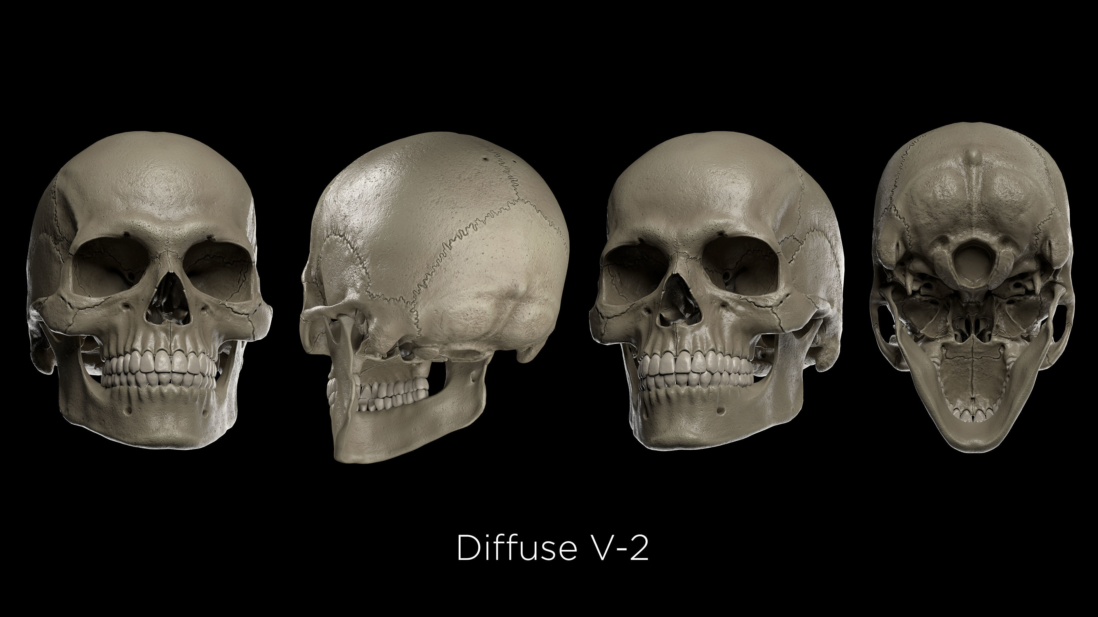 Skeleton Rigged - Skeleton Rig - Skeletal System Low-poly 3D model_35