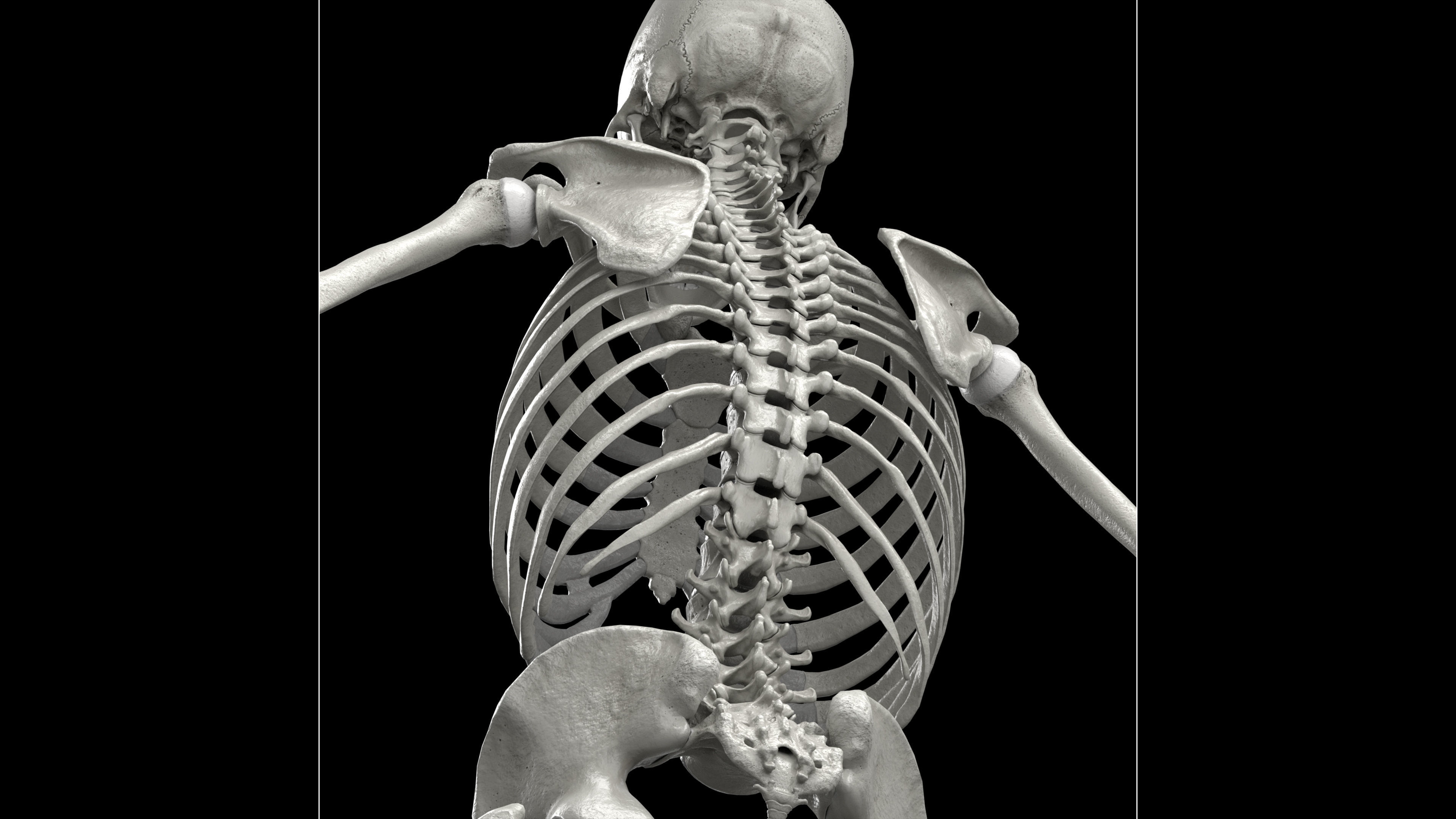 Skeleton Rigged - Skeleton Rig - Skeletal System Low-poly 3D model_32