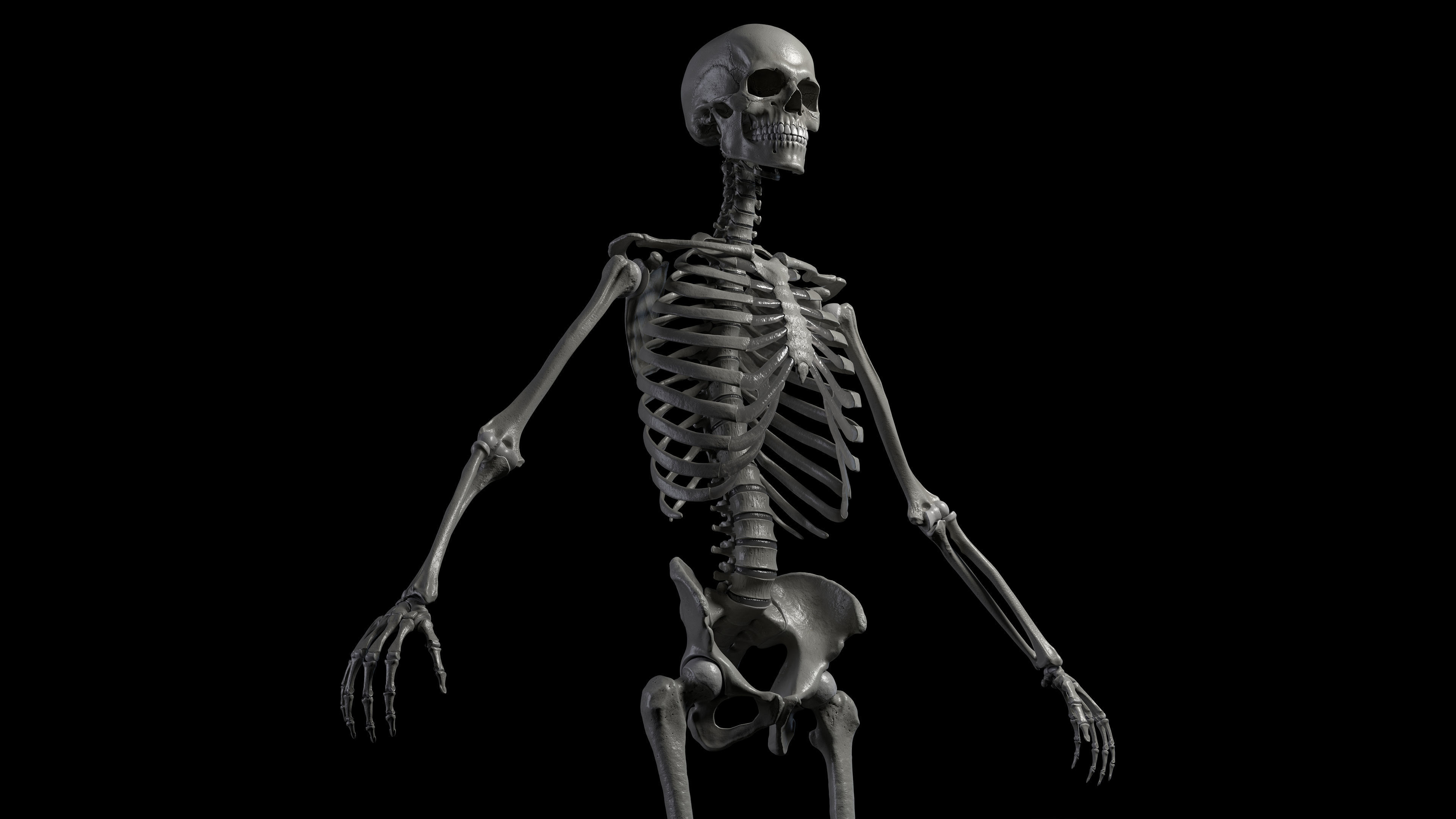 Skeleton Rigged - Skeleton Rig - Skeletal System Low-poly 3D model_17