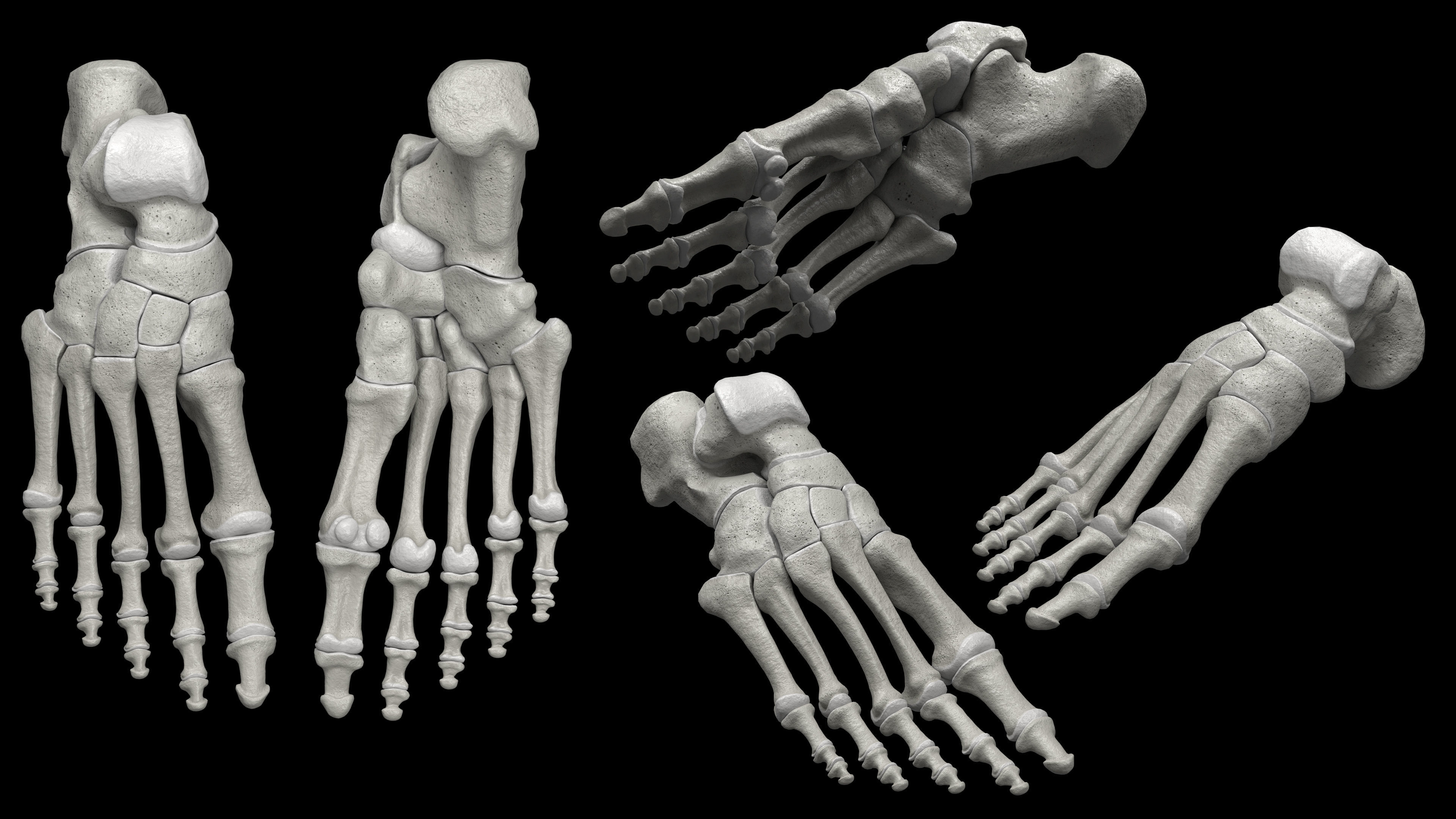 Skeleton Rigged - Skeleton Rig - Skeletal System Low-poly 3D model_48