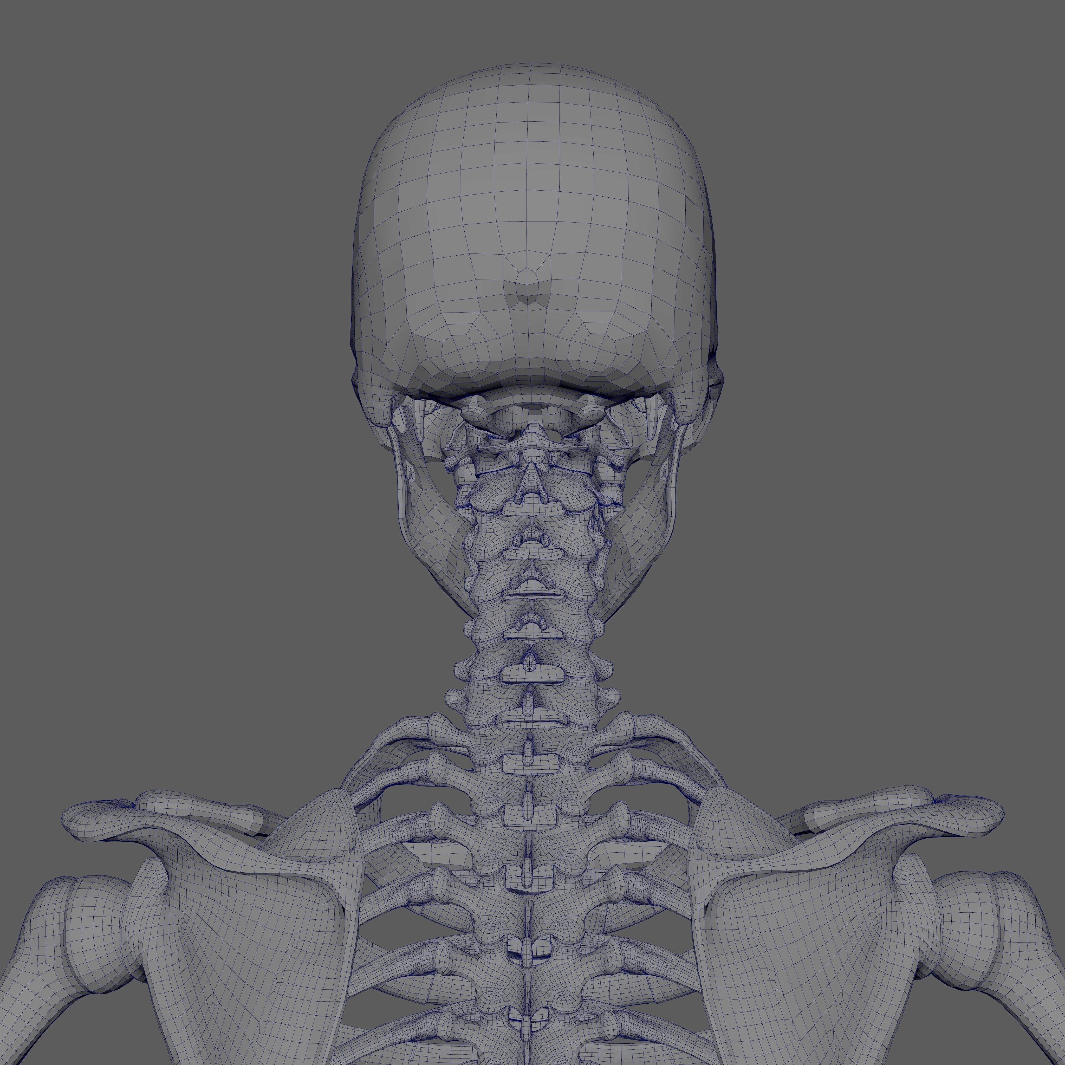 Skeleton Rigged - Skeleton Rig - Skeletal System Low-poly 3D model_83