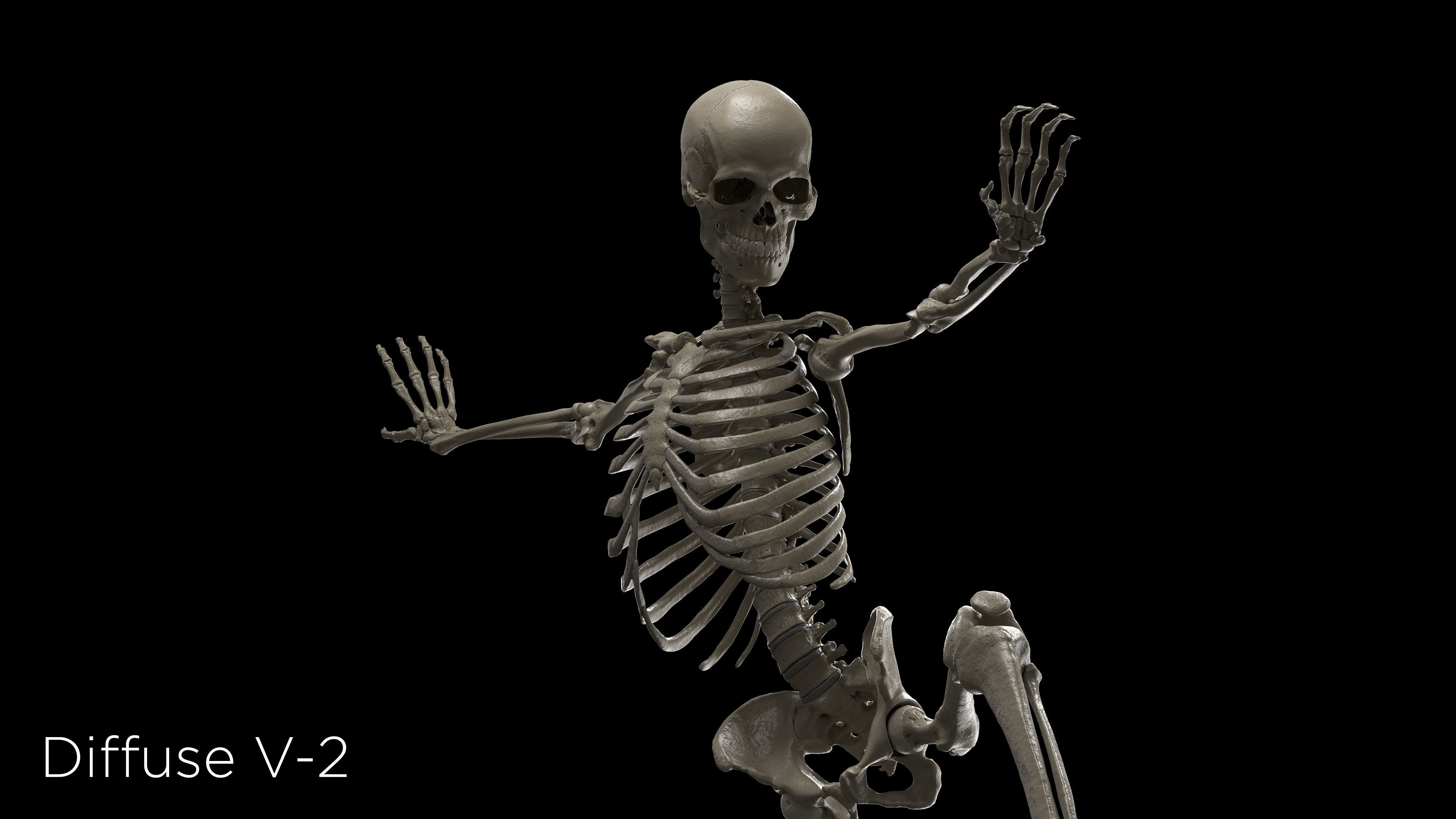 Skeleton Rigged - Skeleton Rig - Skeletal System Low-poly 3D model_16