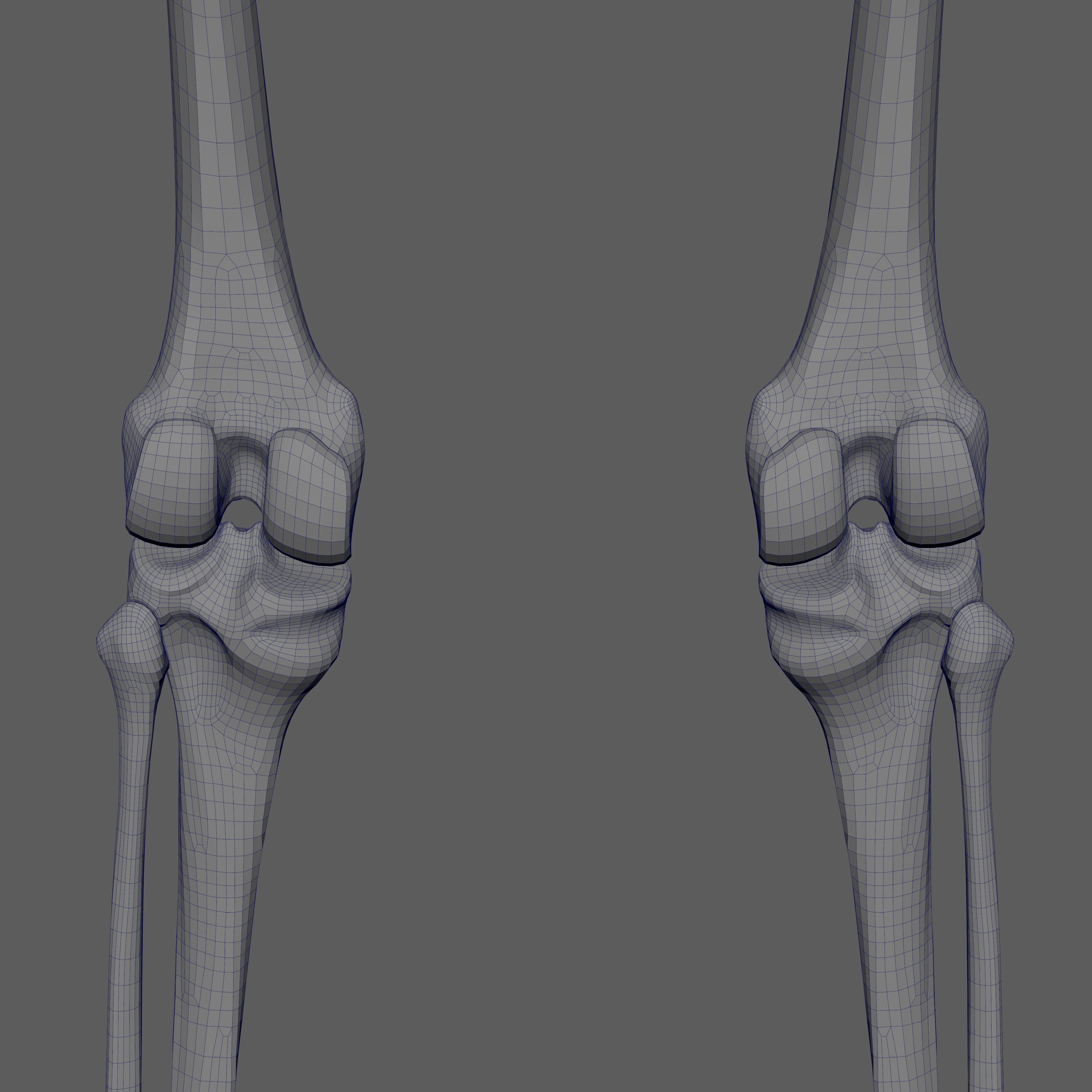 Skeleton Rigged - Skeleton Rig - Skeletal System Low-poly 3D model_95