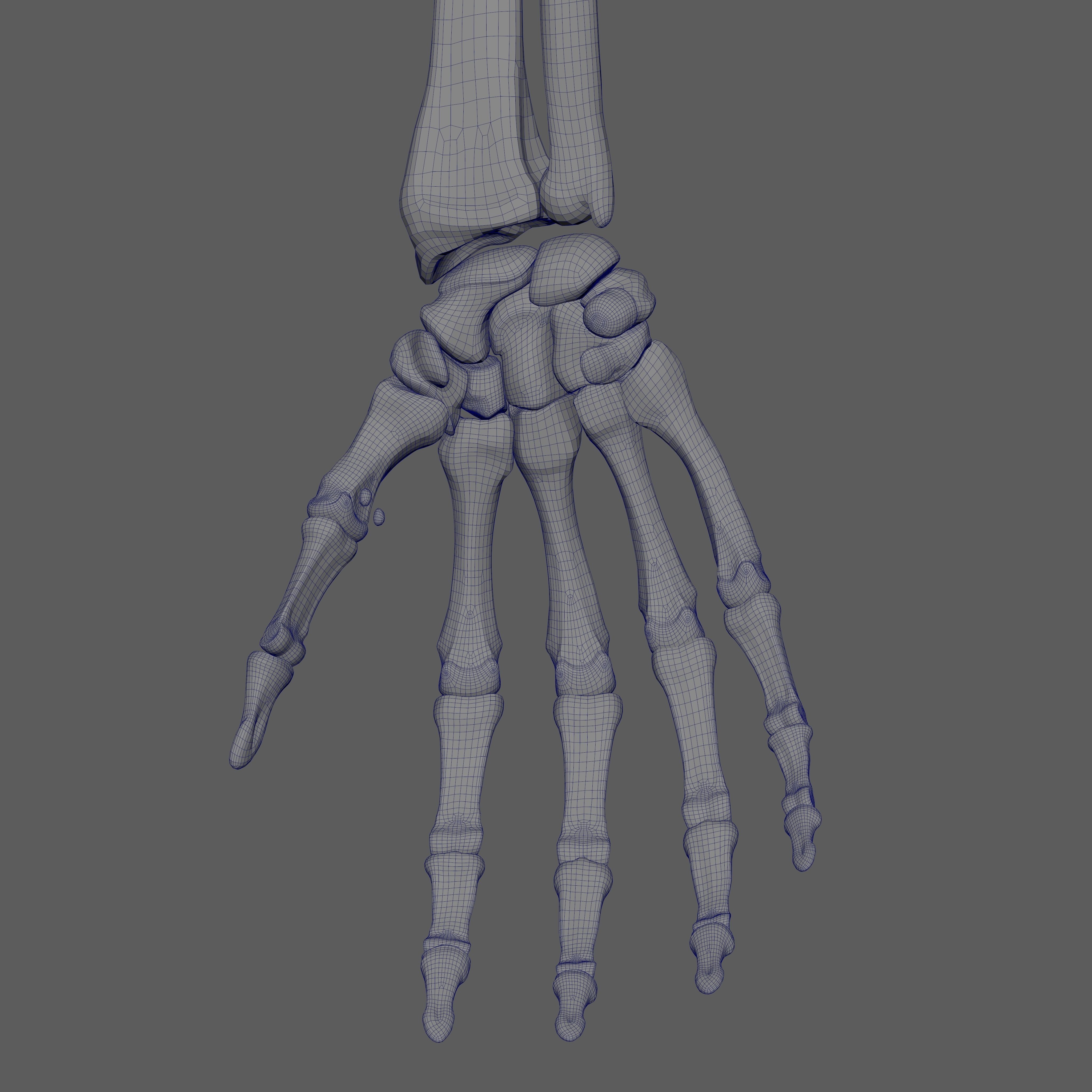 Skeleton Rigged - Skeleton Rig - Skeletal System Low-poly 3D model_85