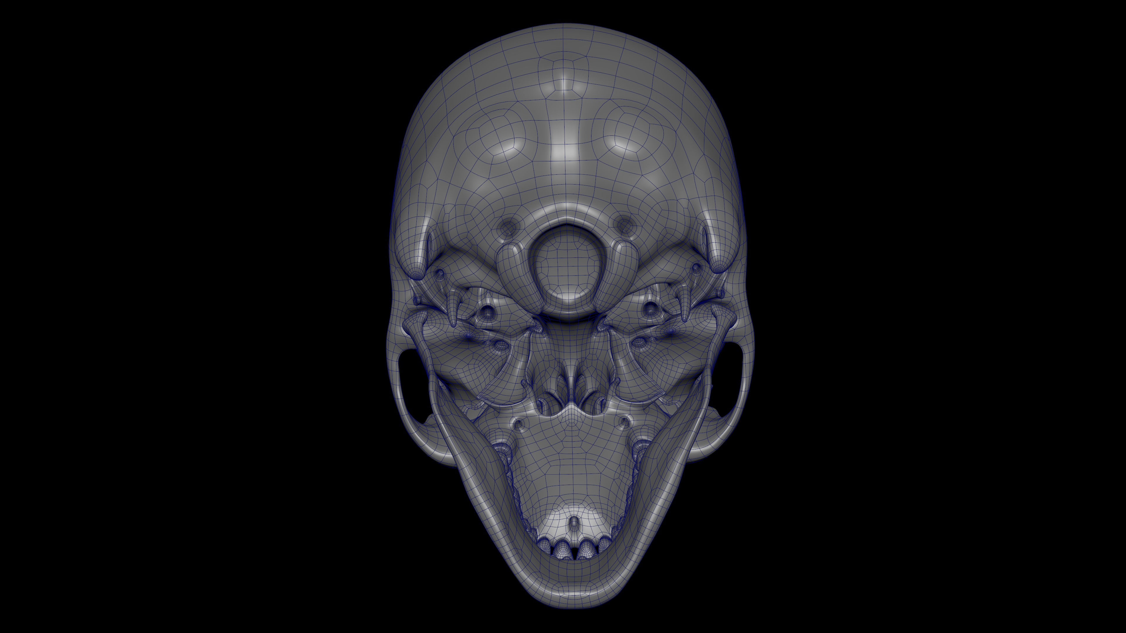 Skeleton Rigged - Skeleton Rig - Skeletal System Low-poly 3D model_108