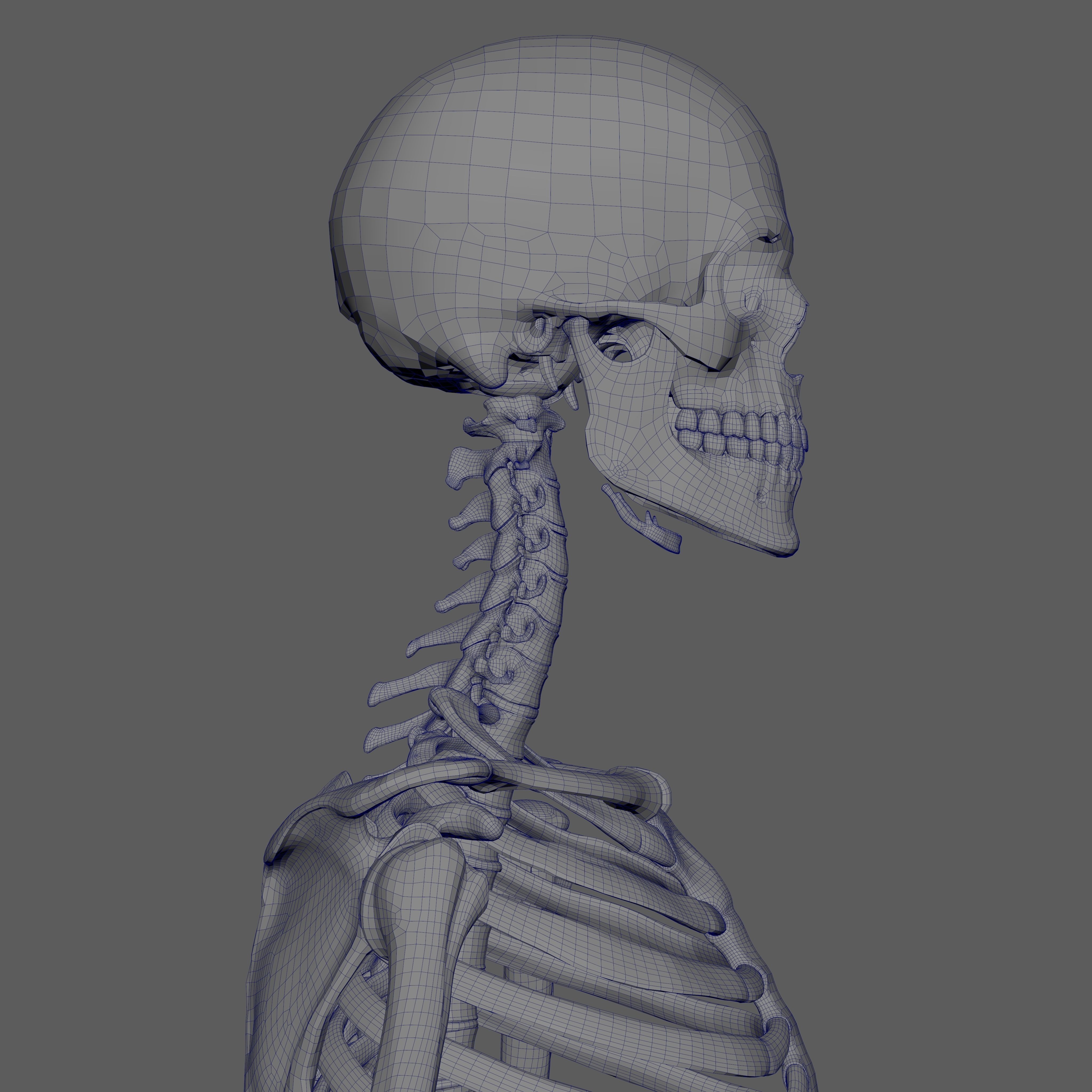 Skeleton Rigged - Skeleton Rig - Skeletal System Low-poly 3D model_81