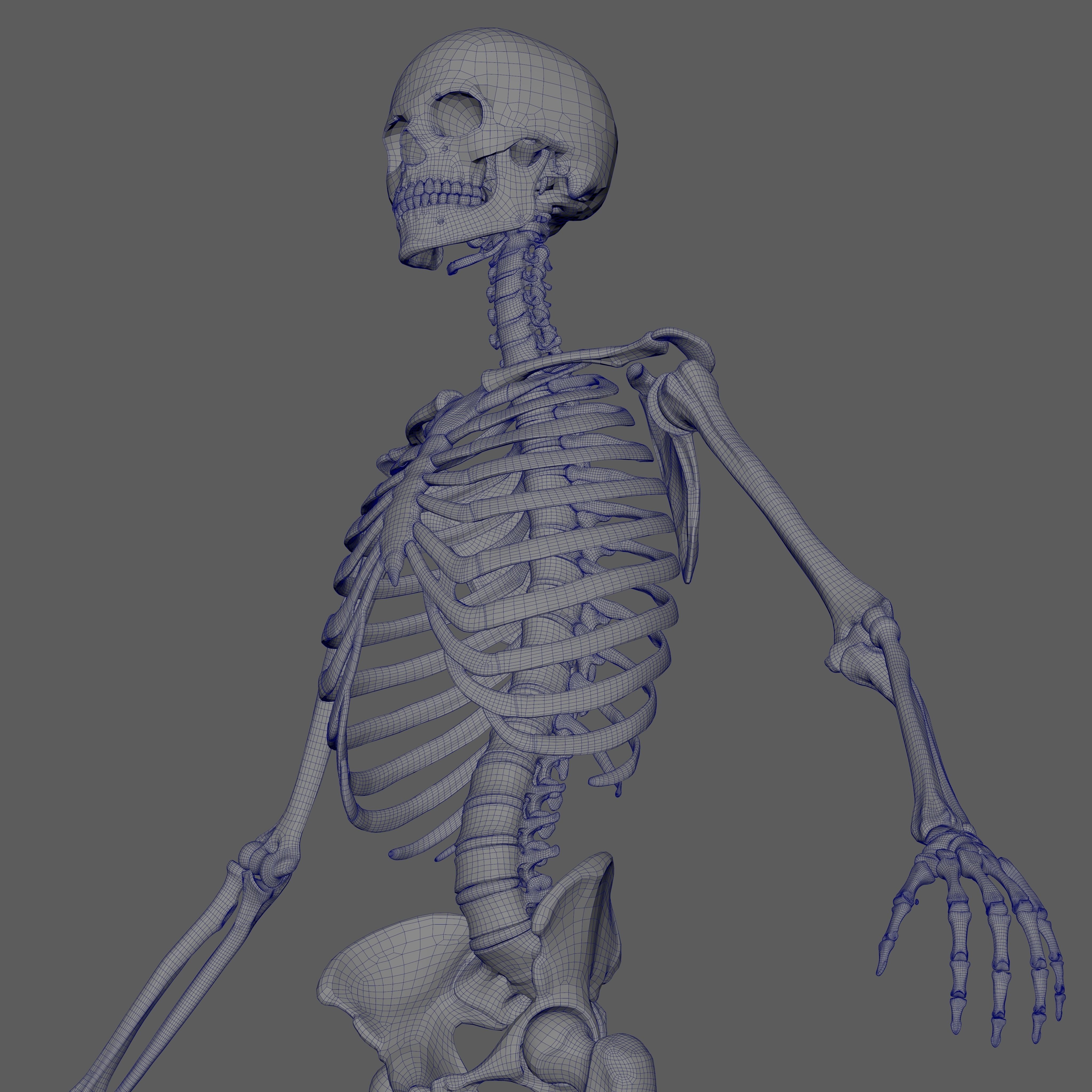 Skeleton Rigged - Skeleton Rig - Skeletal System Low-poly 3D model_76