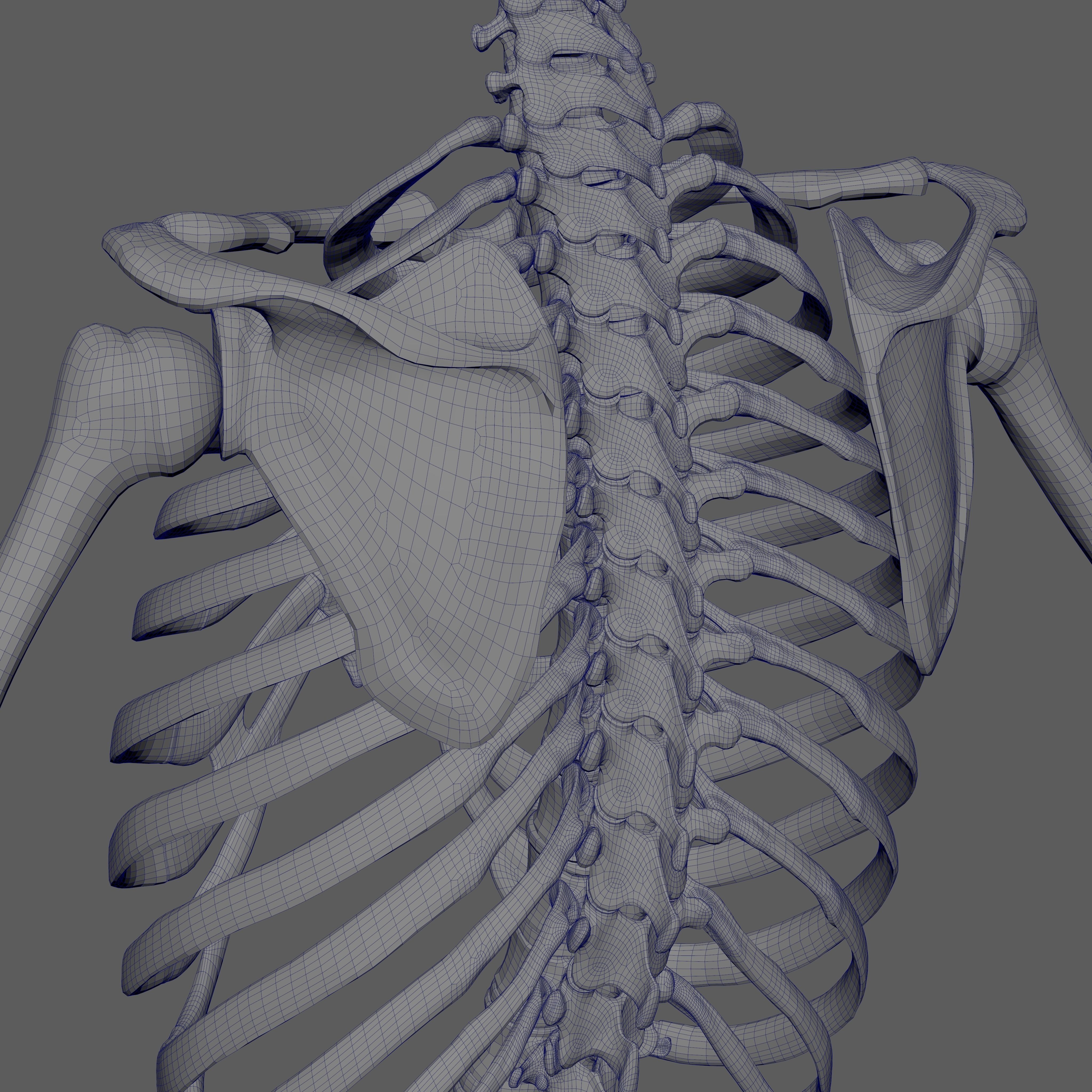 Skeleton Rigged - Skeleton Rig - Skeletal System Low-poly 3D model_98