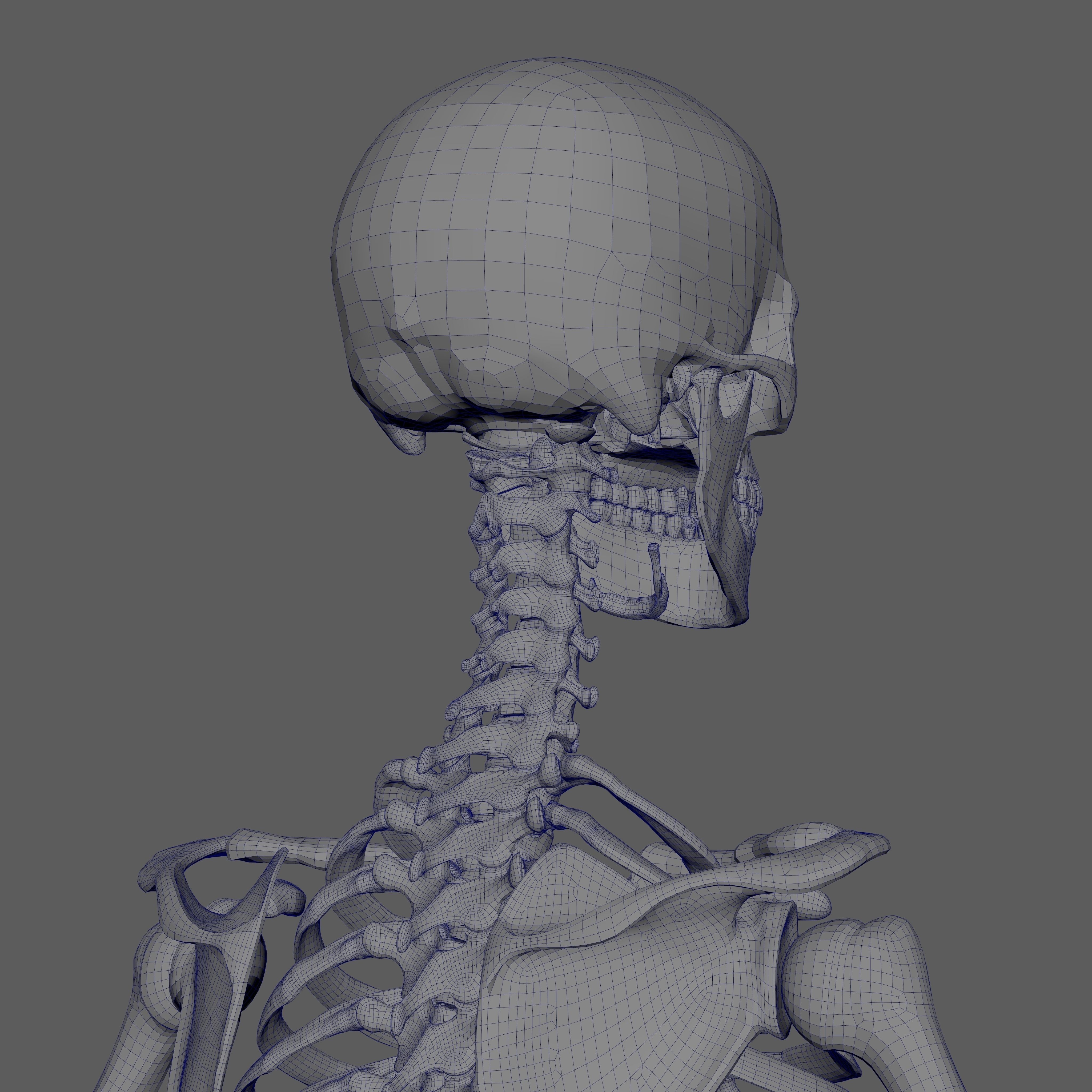 Skeleton Rigged - Skeleton Rig - Skeletal System Low-poly 3D model_82