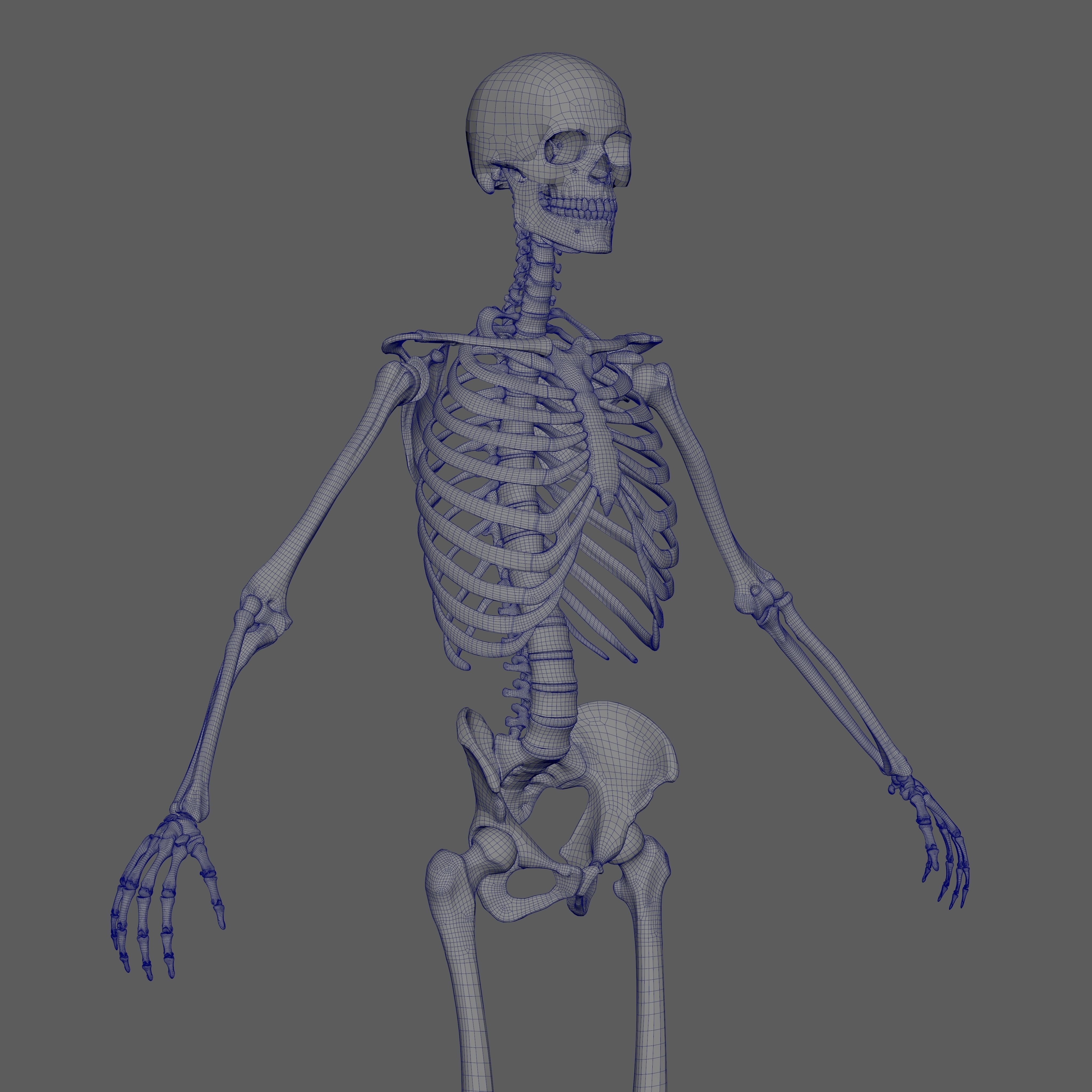 Skeleton Rigged - Skeleton Rig - Skeletal System Low-poly 3D model_70
