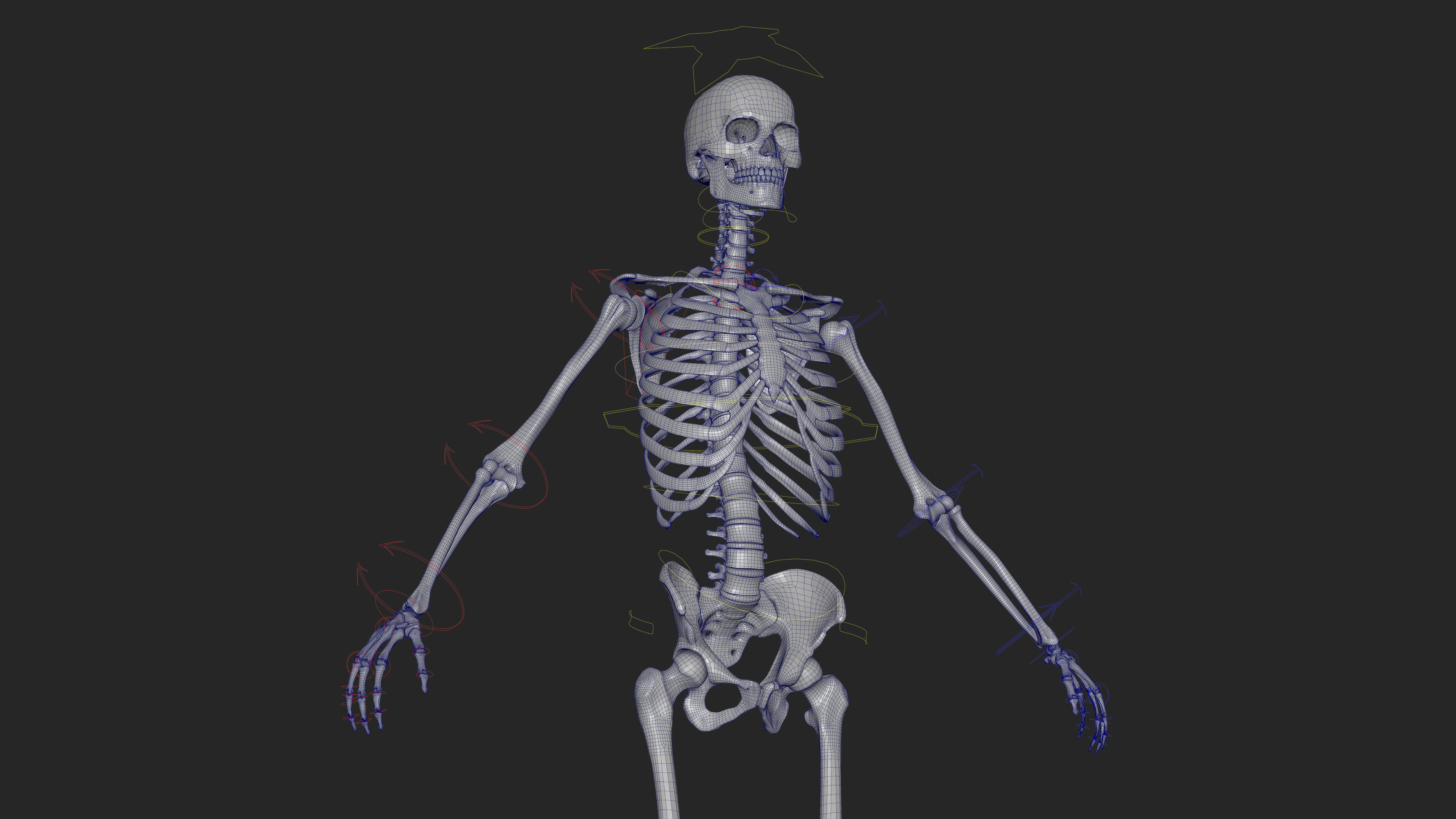 Skeleton Rigged - Skeleton Rig - Skeletal System Low-poly 3D model_60