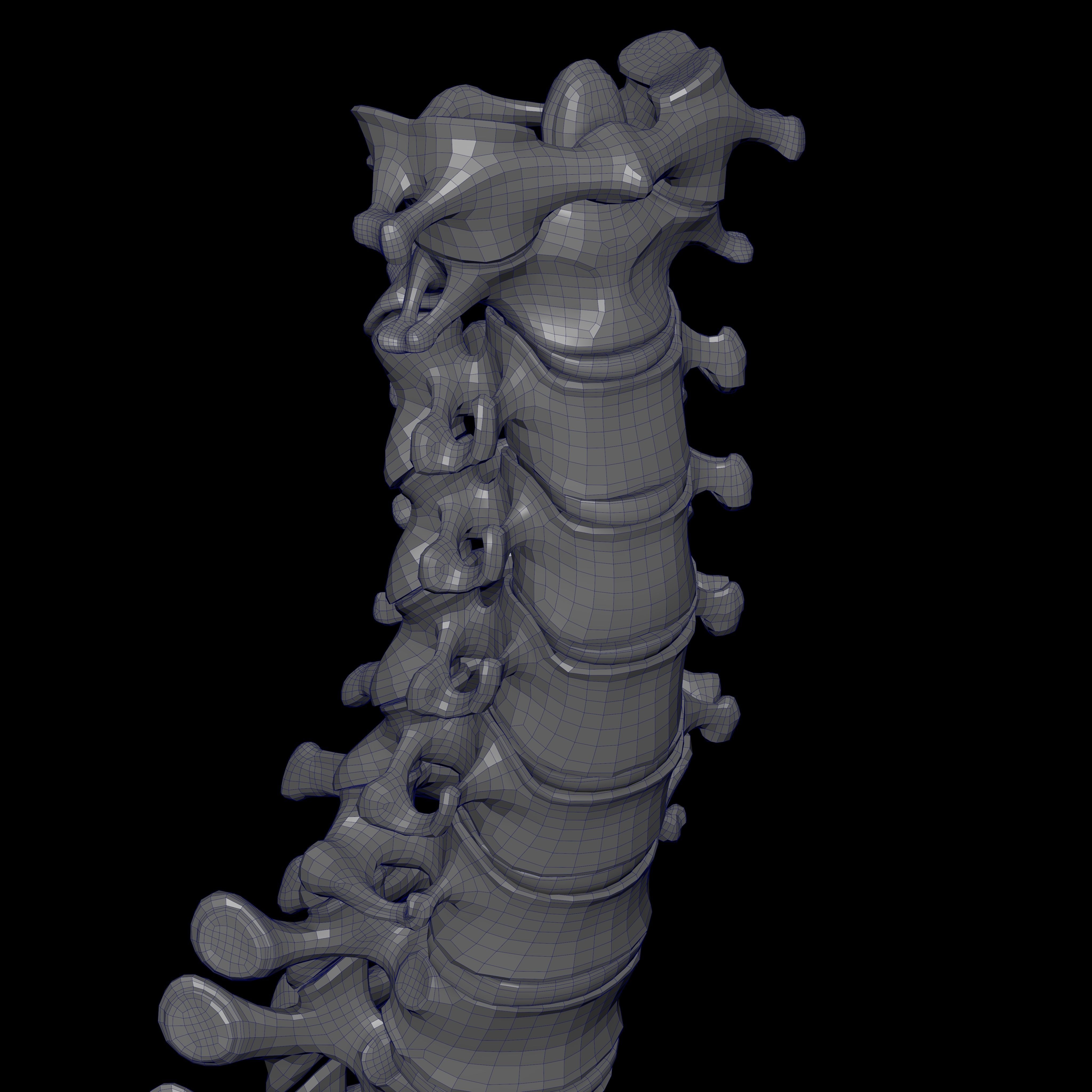 Skeleton Rigged - Skeleton Rig - Skeletal System Low-poly 3D model_109