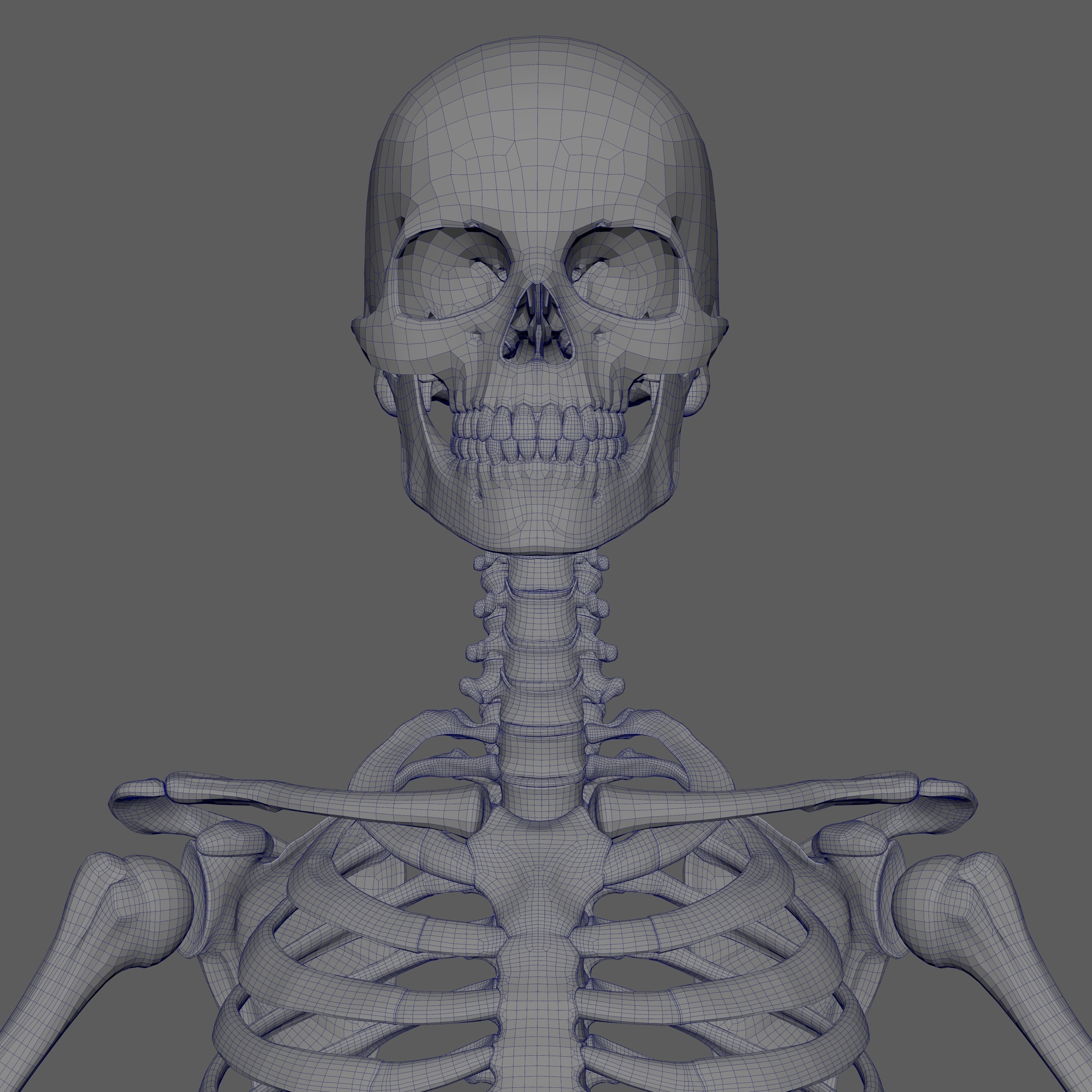 Skeleton Rigged - Skeleton Rig - Skeletal System Low-poly 3D model_79