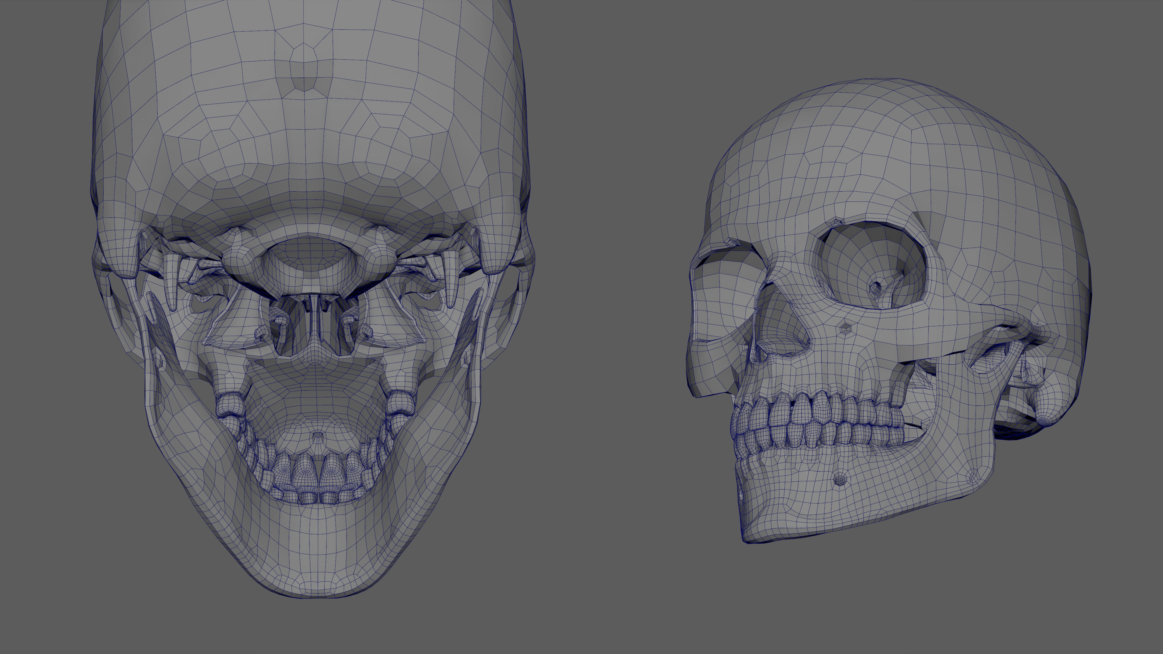 Skeleton Rigged - Skeleton Rig - Skeletal System Low-poly 3D model_104