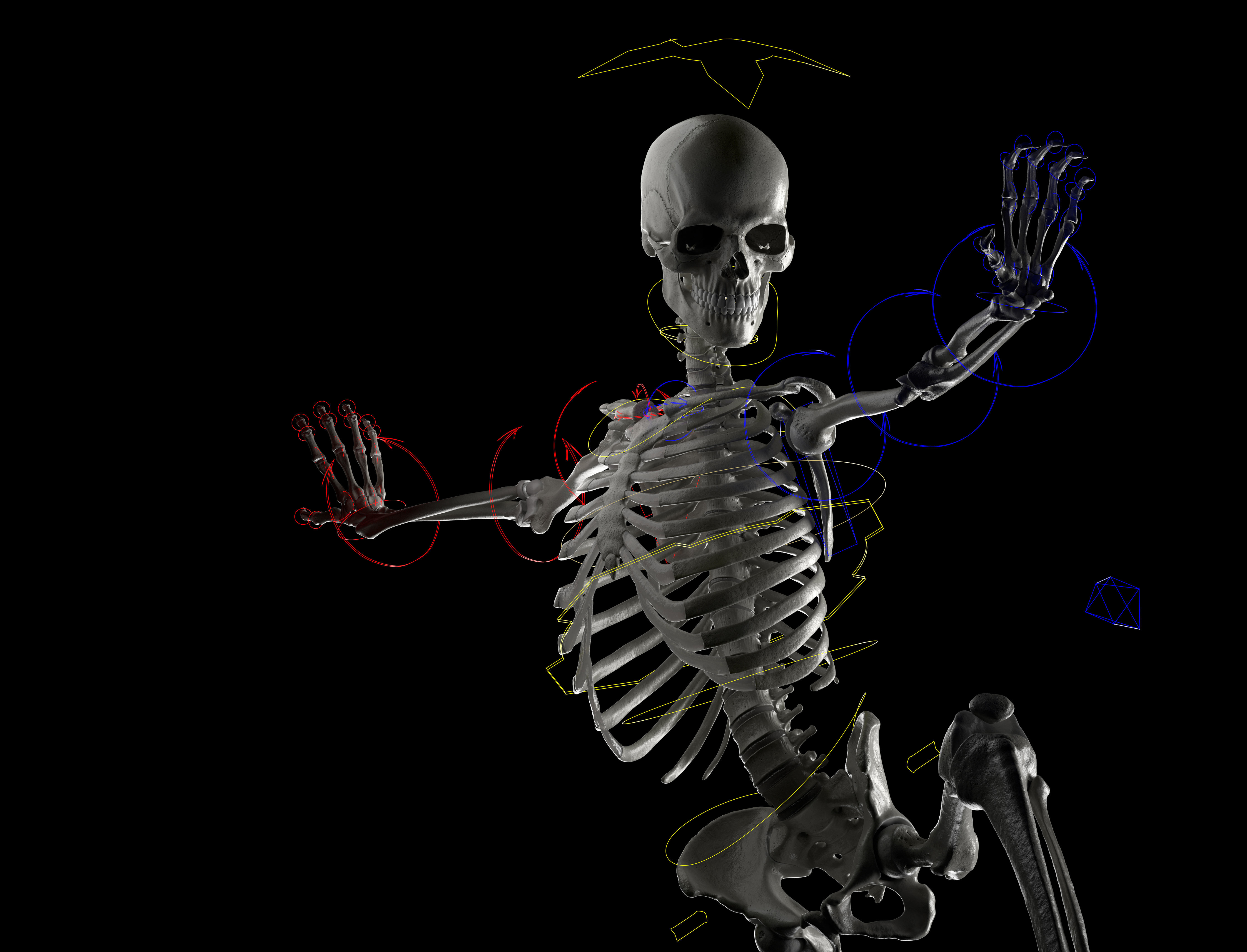 Skeleton Rigged - Skeleton Rig - Skeletal System Low-poly 3D model_8