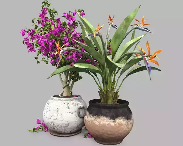 Bird of paradise flower and bougainvillea tree