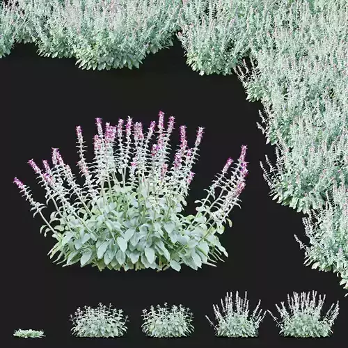 Stachys byzantina flower