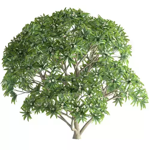 Plumeria rubra Frangipani 03