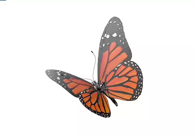 Butterfly orange insect Papillon