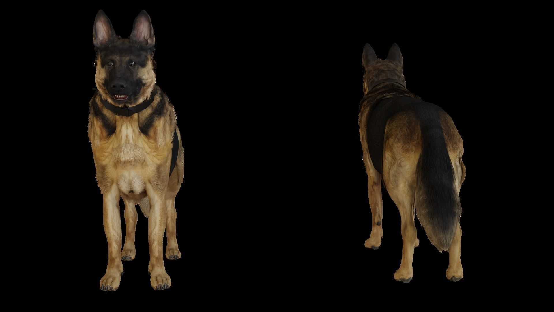 German Shepherd  Low-poly 3D model_2
