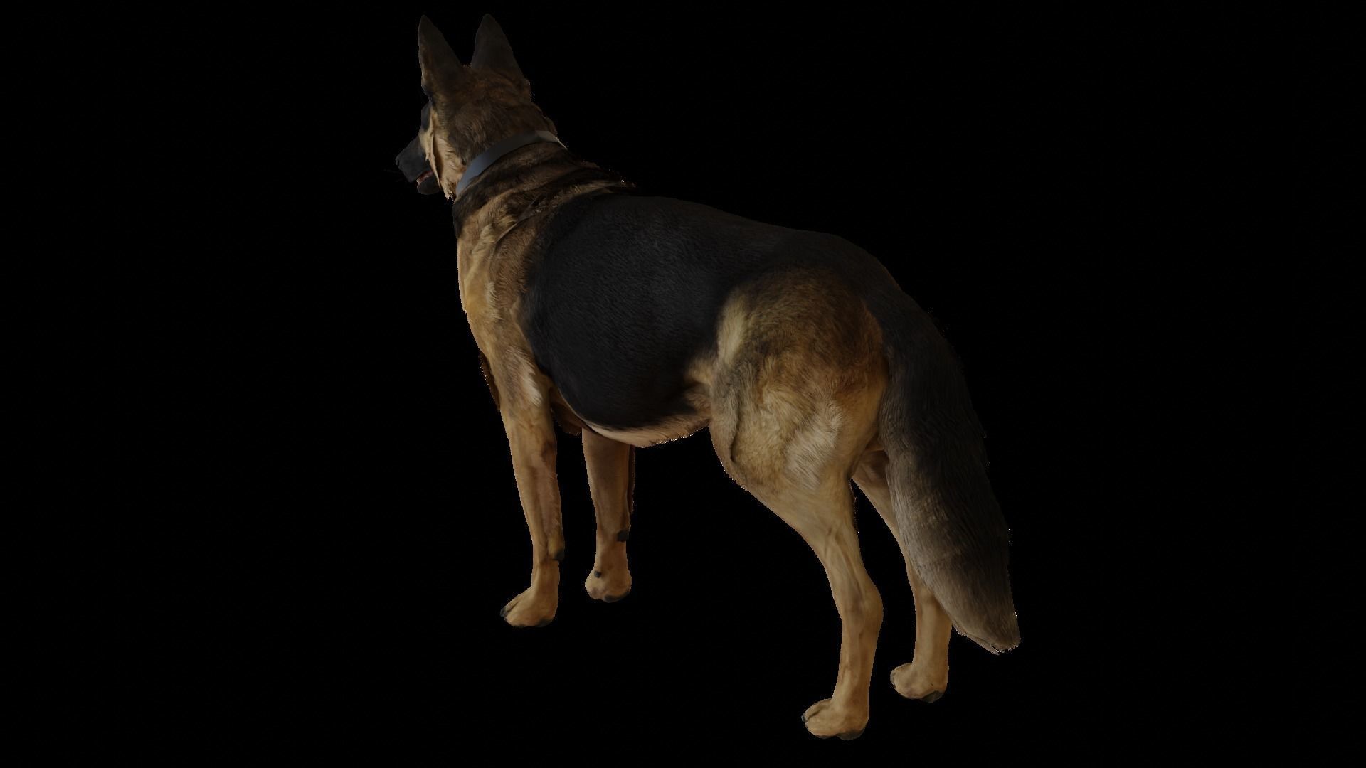 German Shepherd  Low-poly 3D model_4
