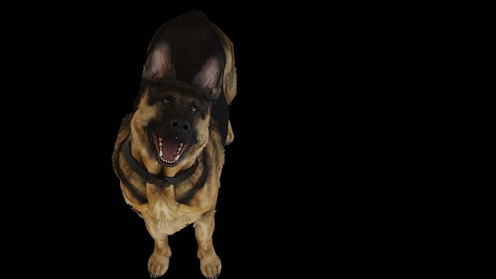 German Shepherd  Low-poly 3D model_7