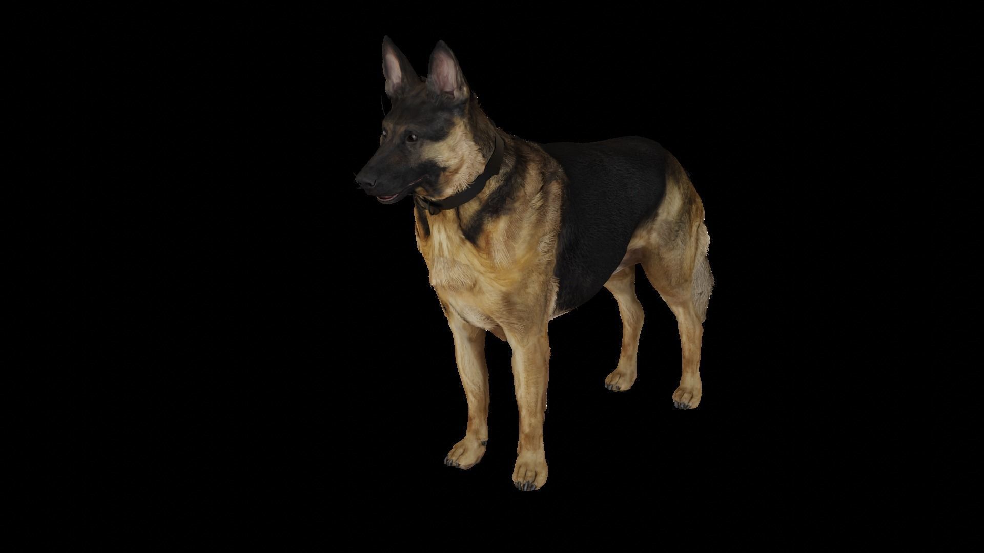 German Shepherd  Low-poly 3D model_3