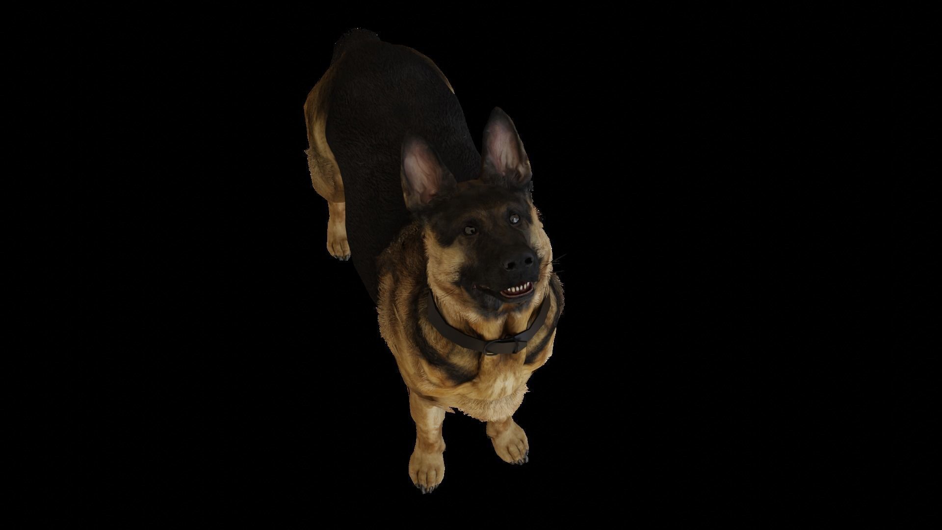 German Shepherd  Low-poly 3D model_6