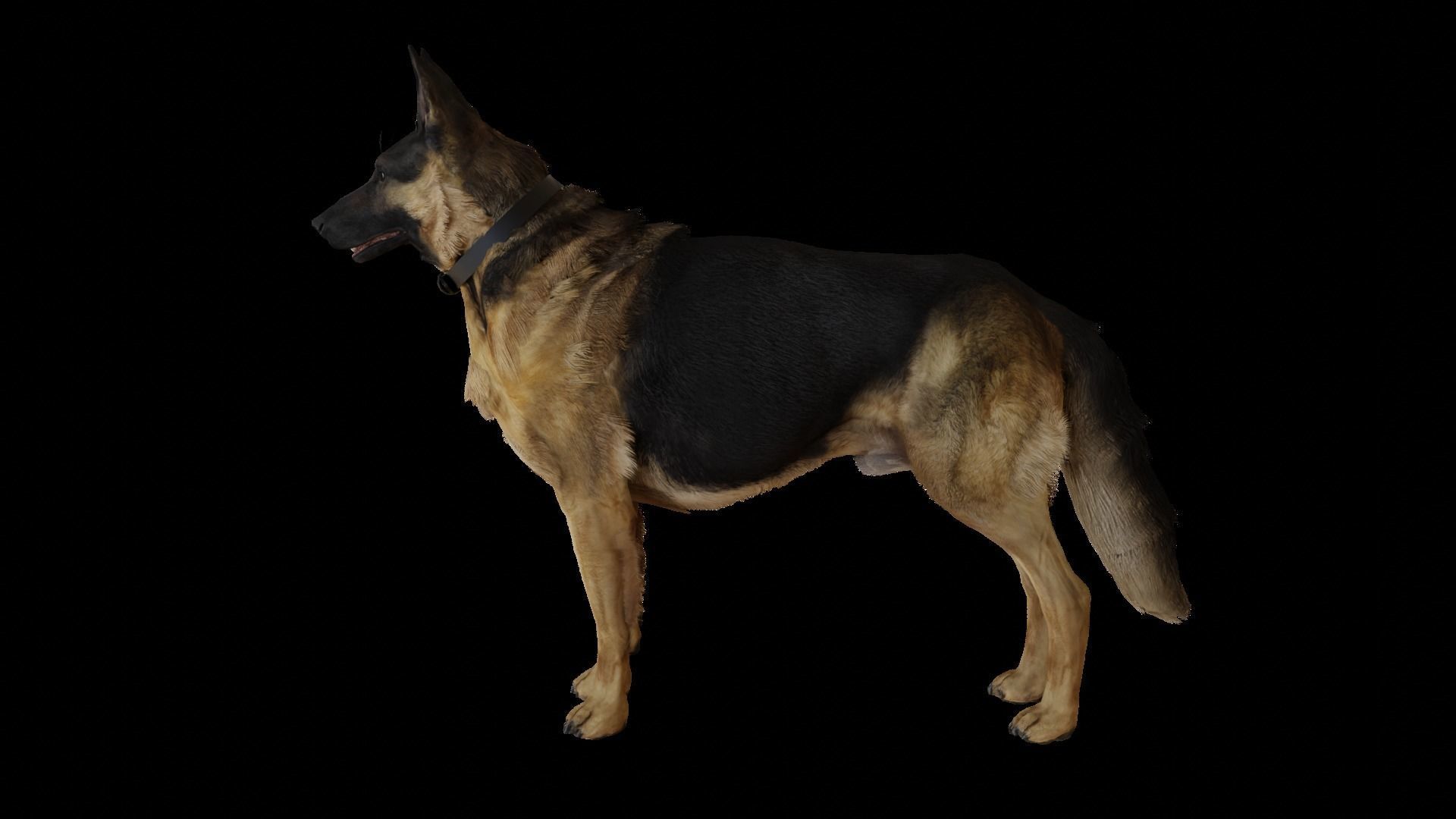 German Shepherd  Low-poly 3D model_1