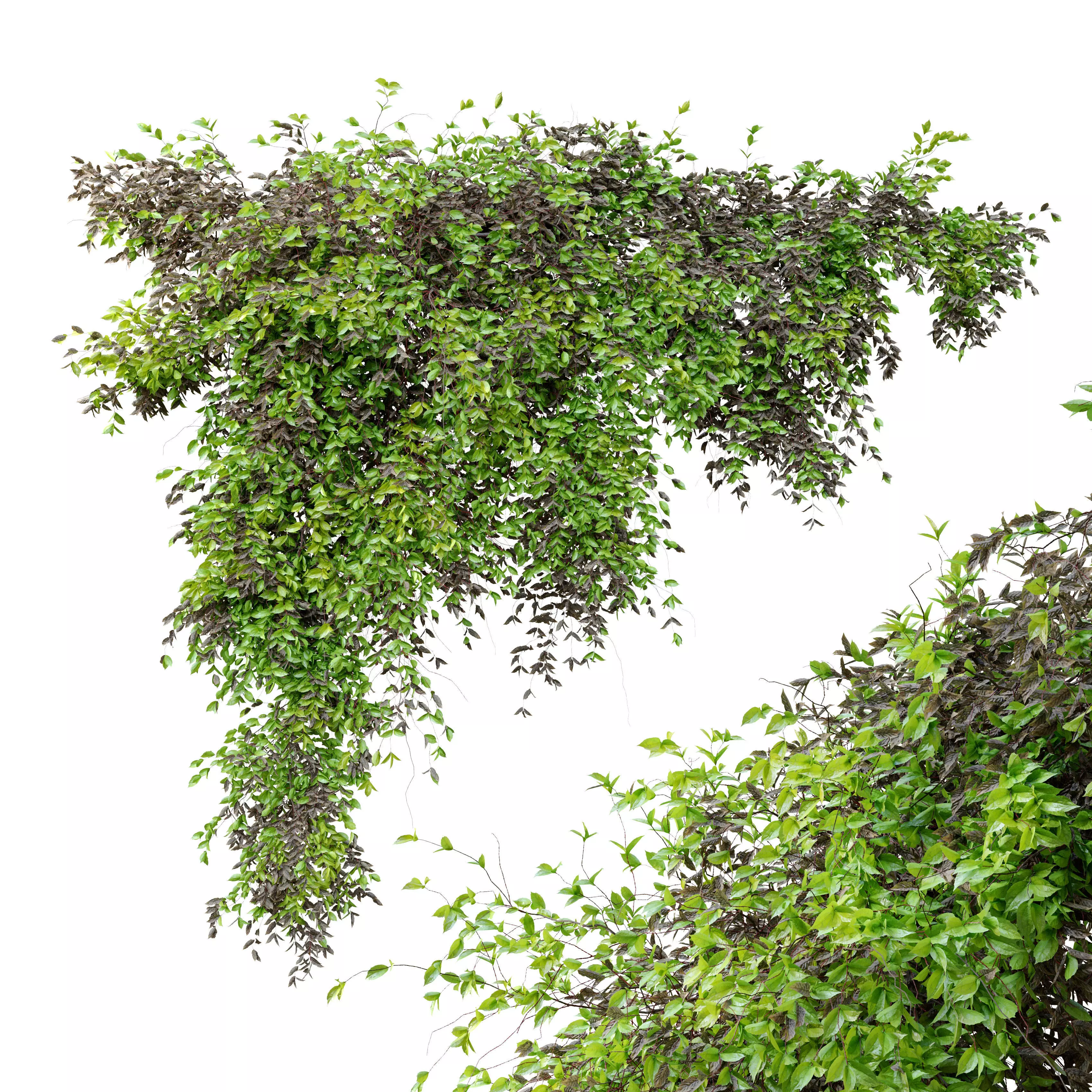 Dry and green leaves Hanging Plant 3D model