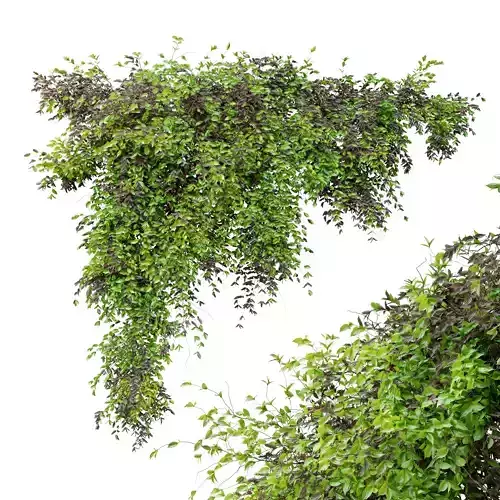 Dry and green leaves Hanging Plant