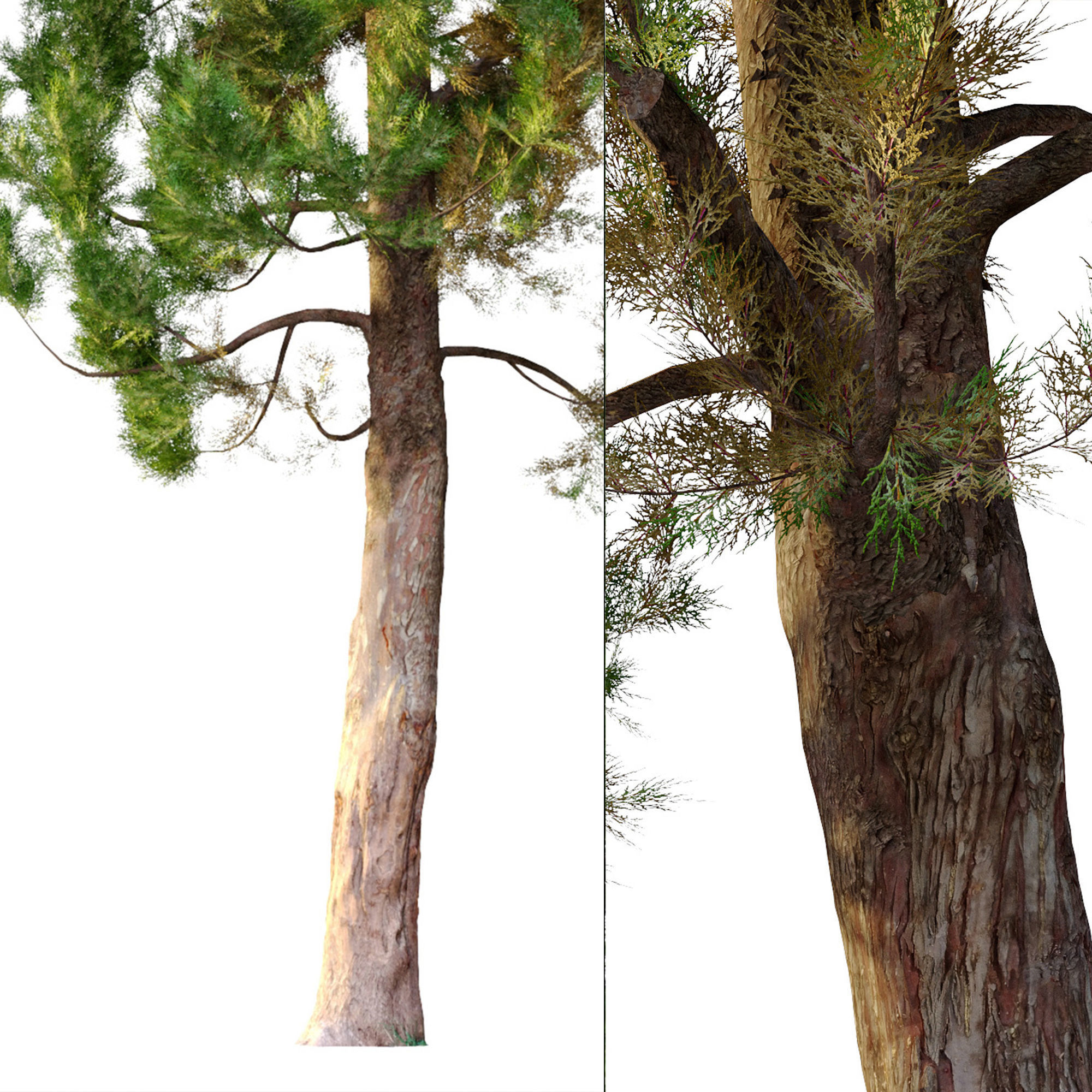 cypress tree 6 3D model_3