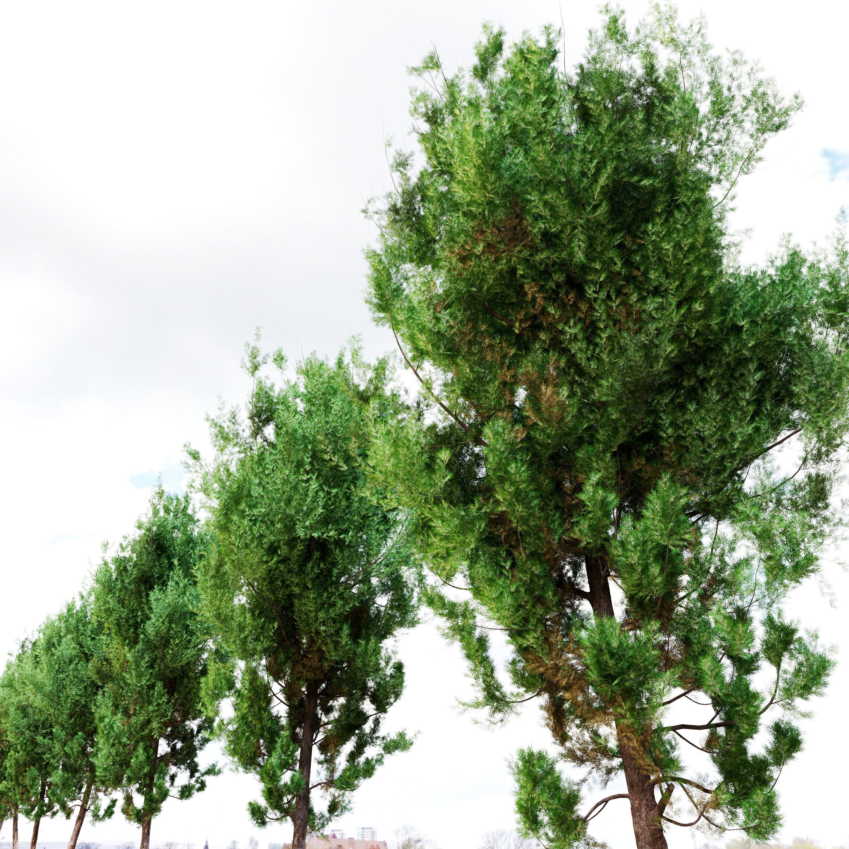 cypress tree 6 3D model_2