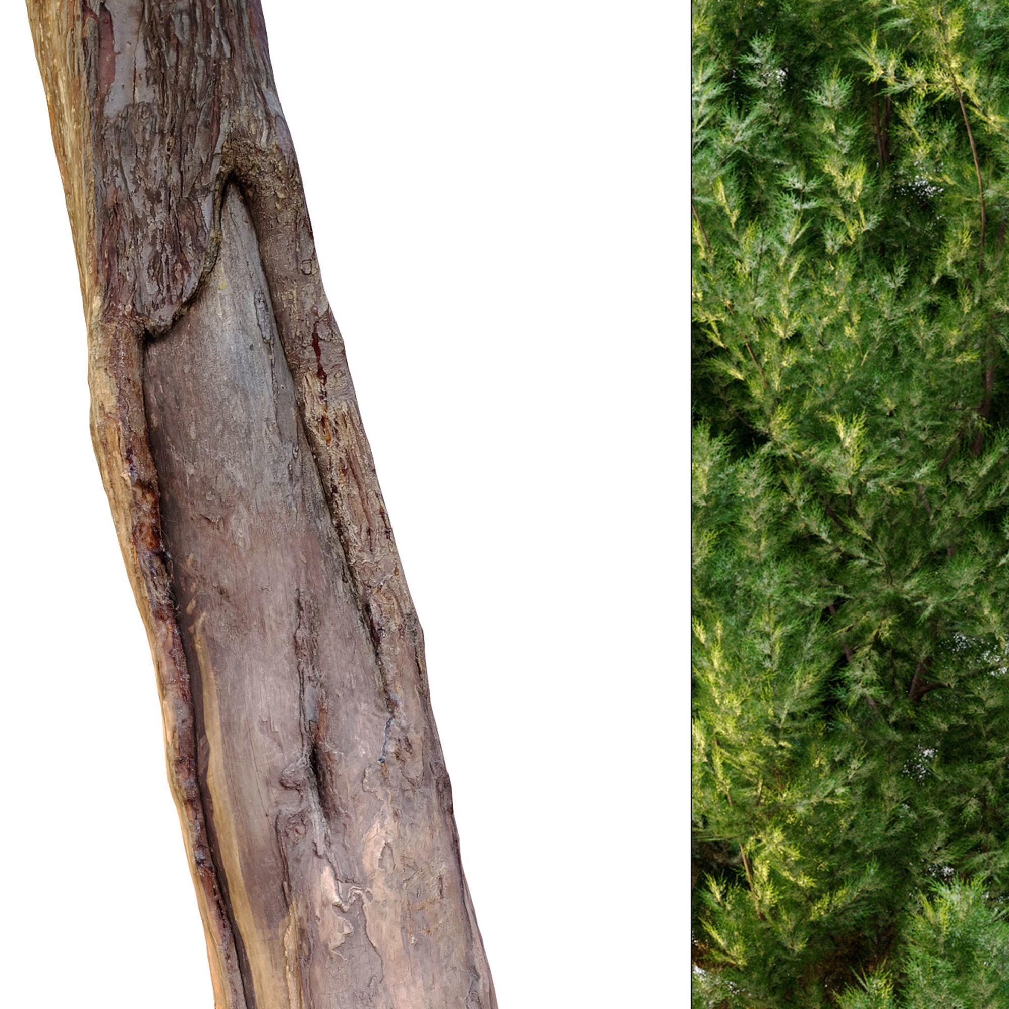 cypress tree 6 3D model_5