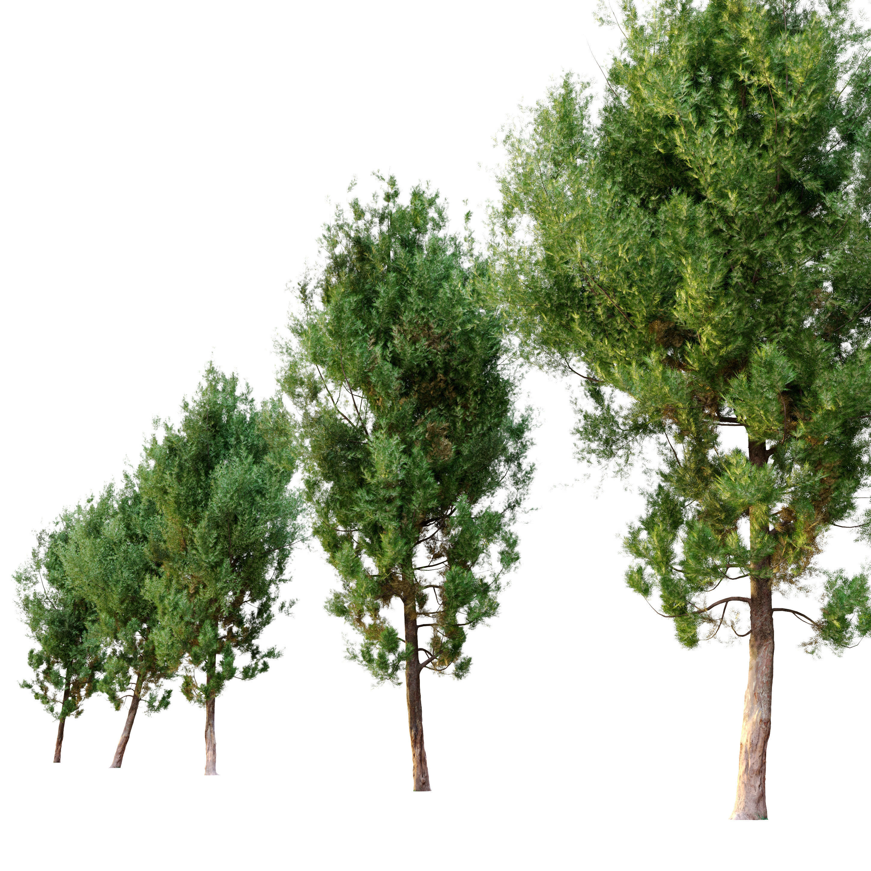 cypress tree 6 3D model_1