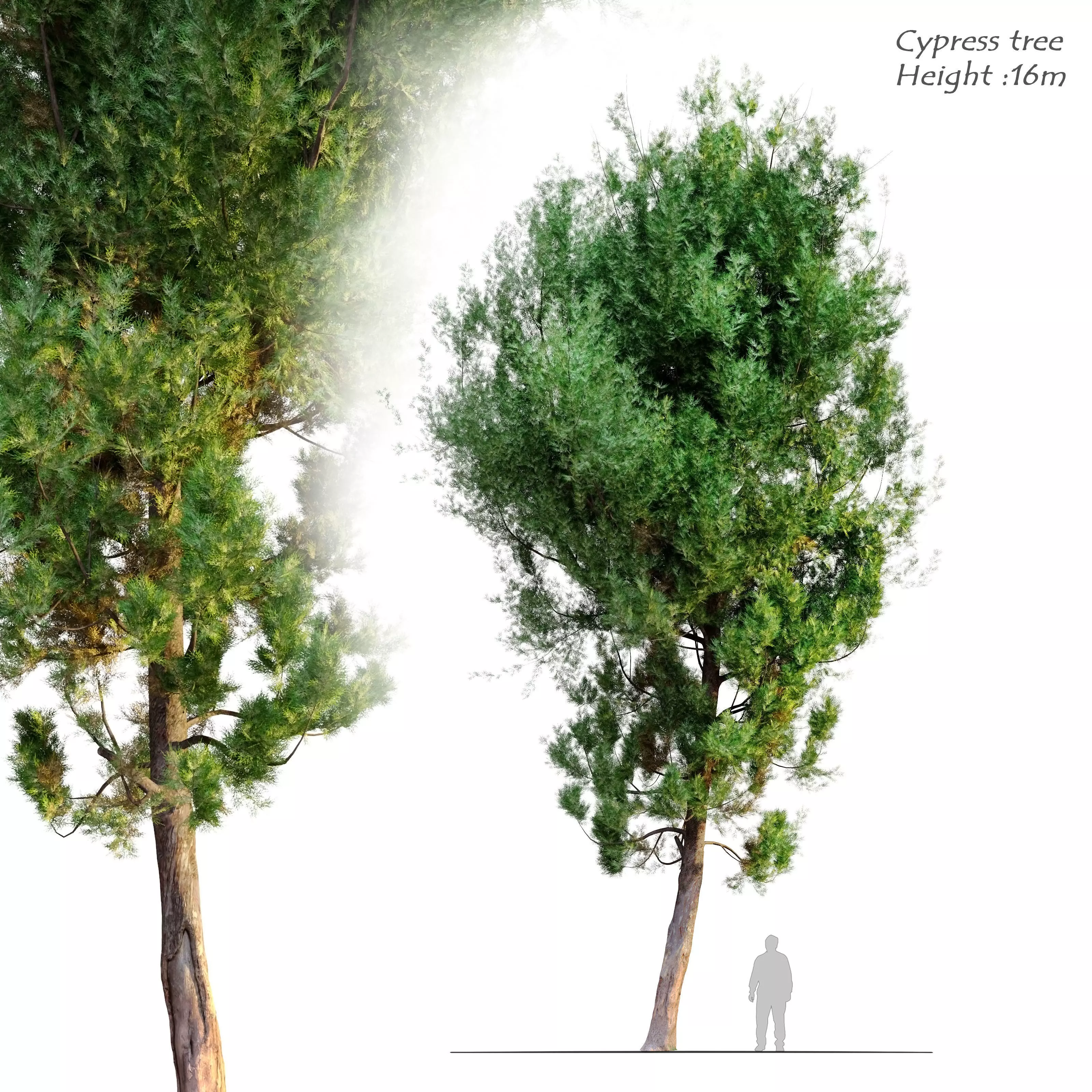 cypress tree 6 3D model_0