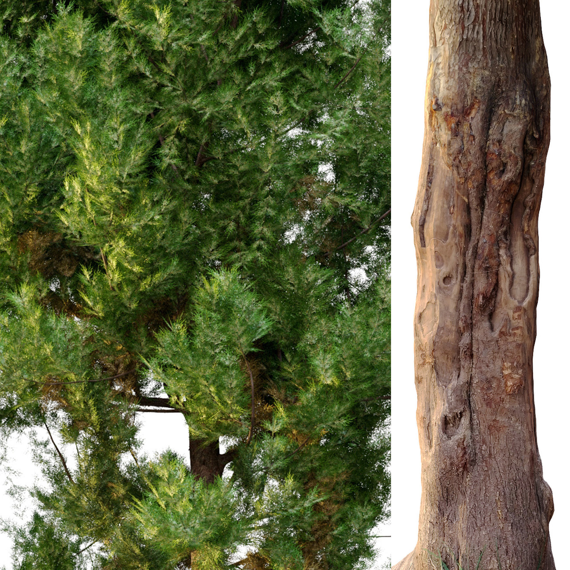 cypress tree 6 3D model_4