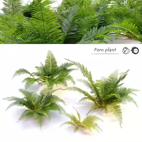 Fern plant