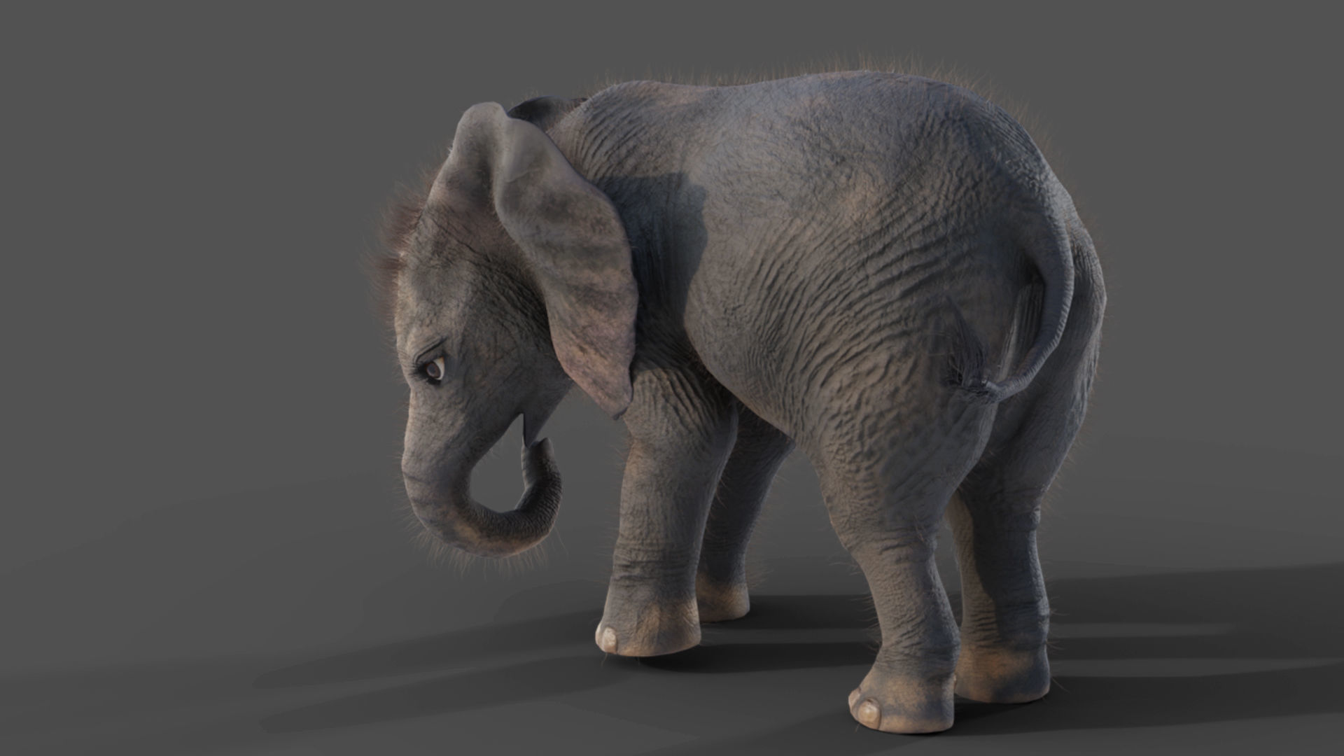 Fur Baby Elephant Rigged in Blender Low-poly 3D model_2