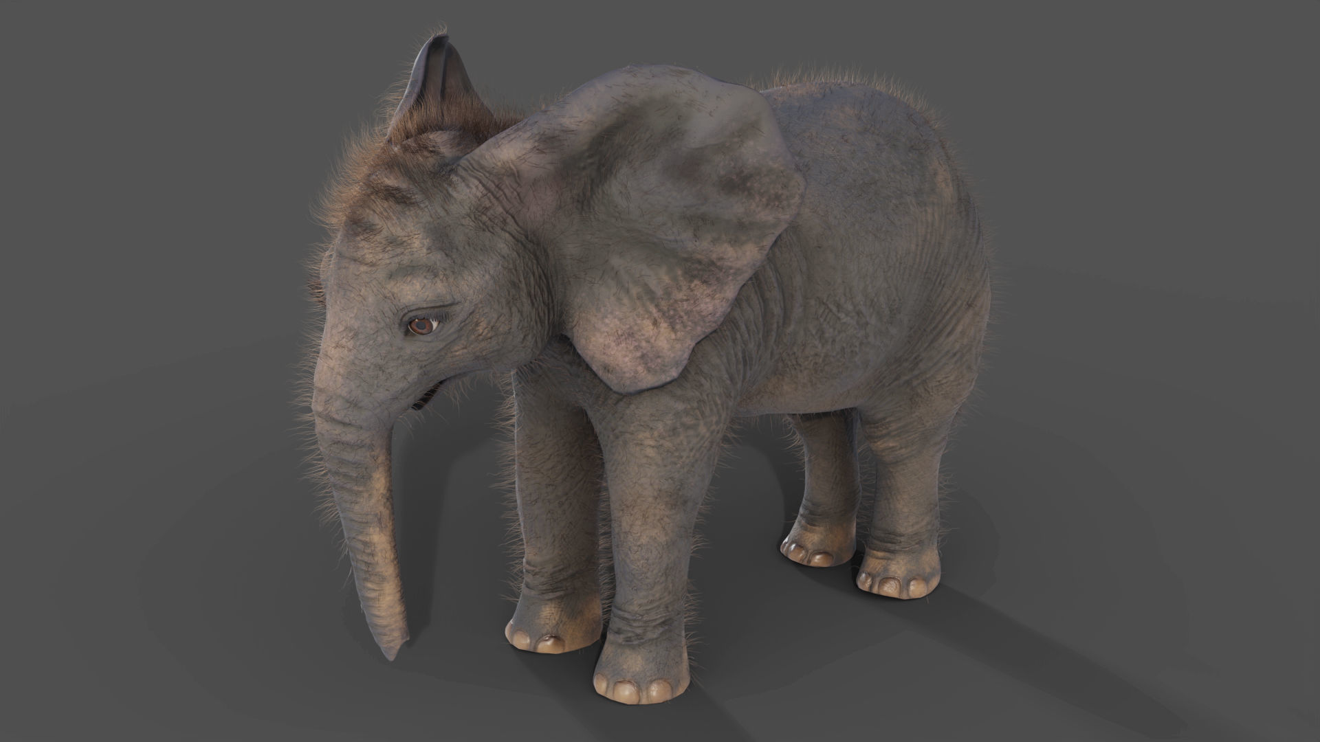 Fur Baby Elephant Rigged in Blender Low-poly 3D model_9