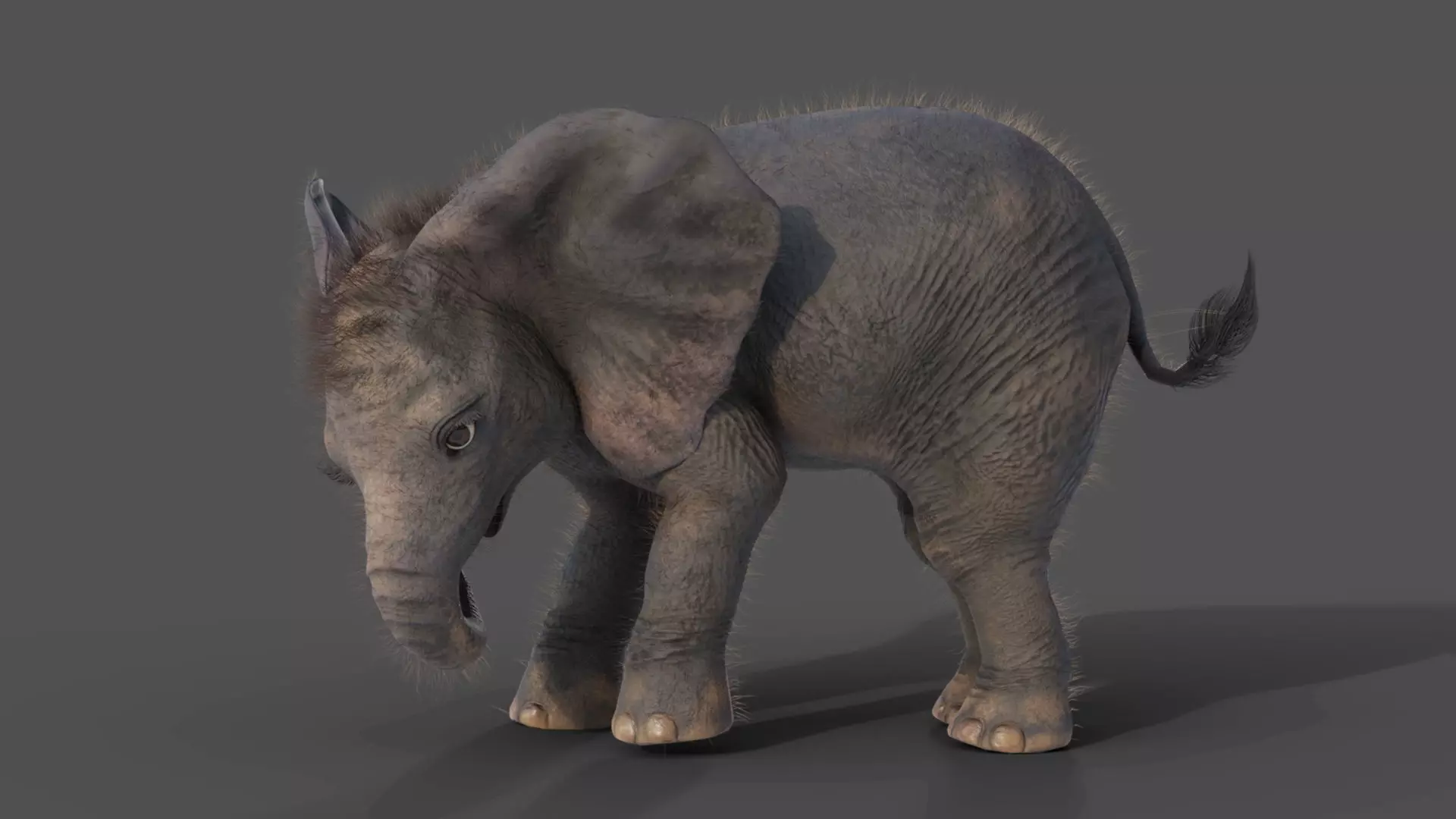 Fur Baby Elephant Rigged in Blender Low-poly 3D model_0