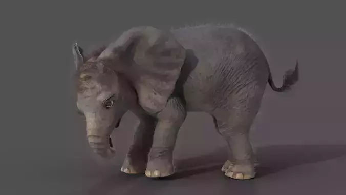 Fur Baby Elephant Rigged in Blender