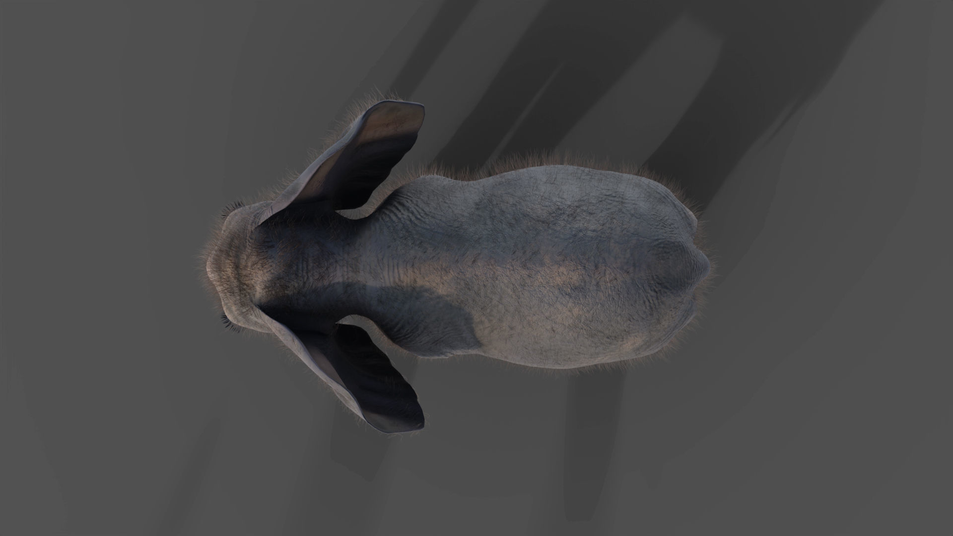 Fur Baby Elephant Rigged in Blender Low-poly 3D model_6