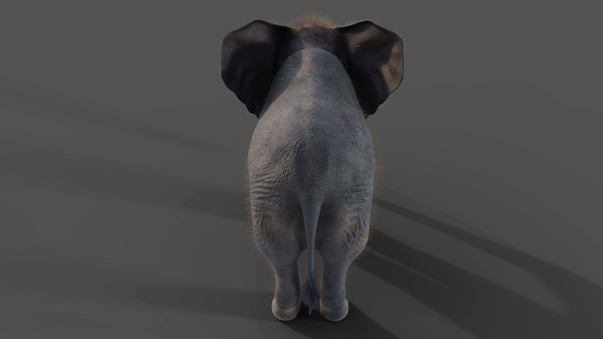 Fur Baby Elephant Rigged in Blender Low-poly 3D model_5