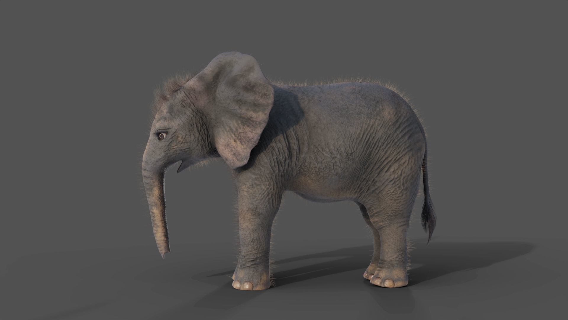 Fur Baby Elephant Rigged in Blender Low-poly 3D model_10