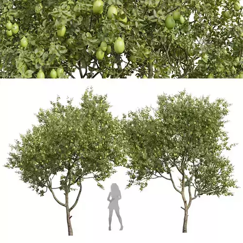 New Plant High detail Citrus Meyer Lemon 3D model