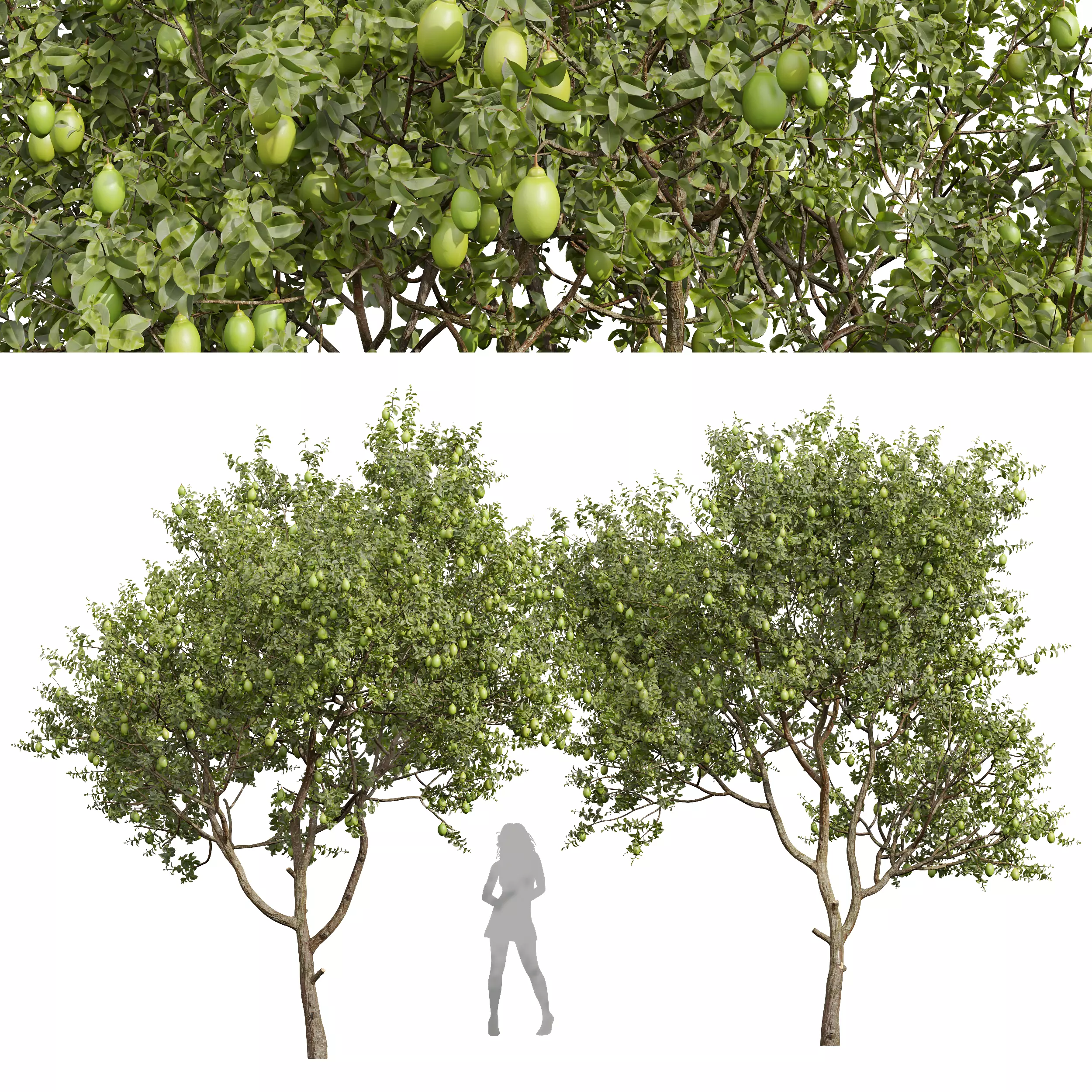 New Plant High detail Citrus Meyer Lemon 3D model_0