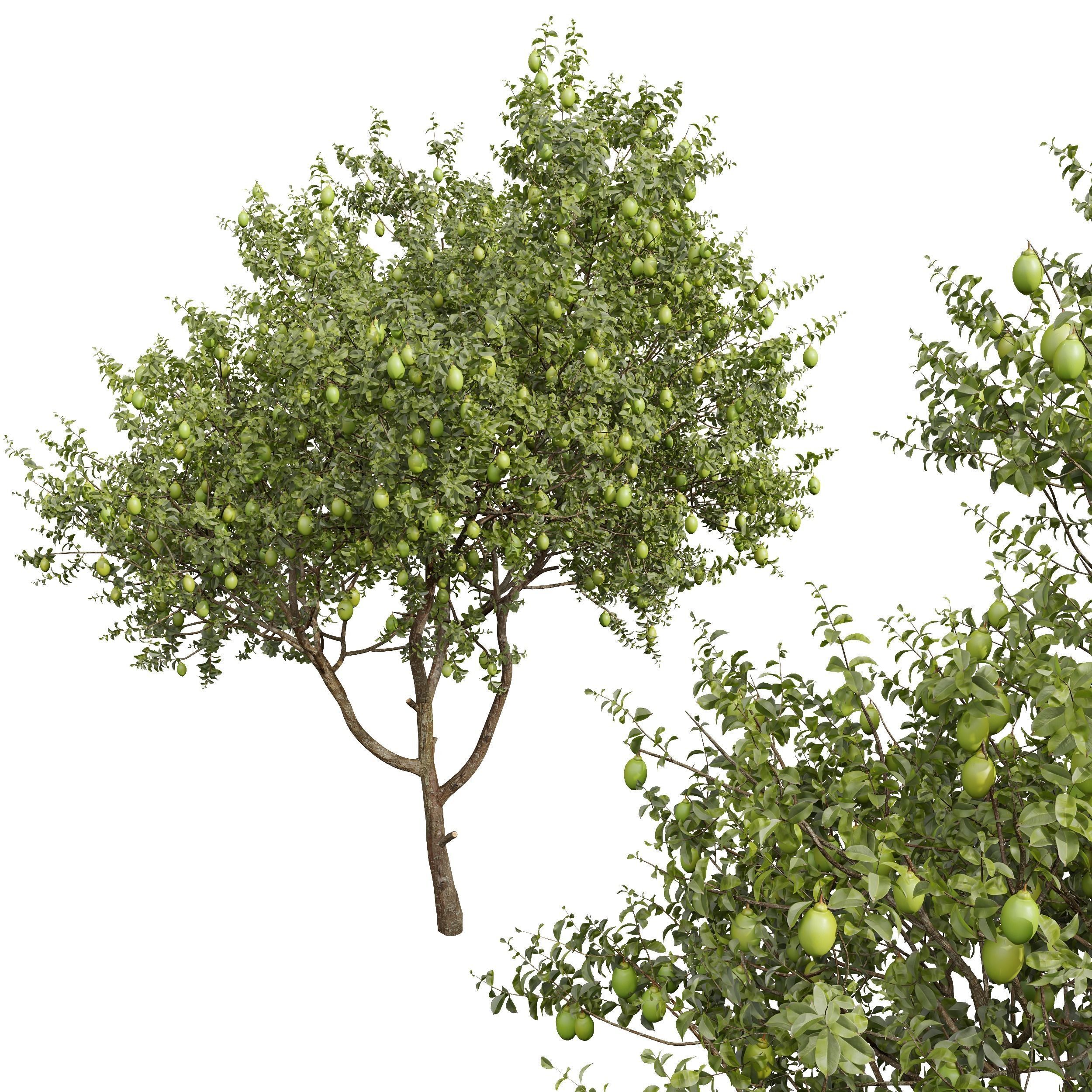 New Plant High detail Citrus Meyer Lemon 3D model_2