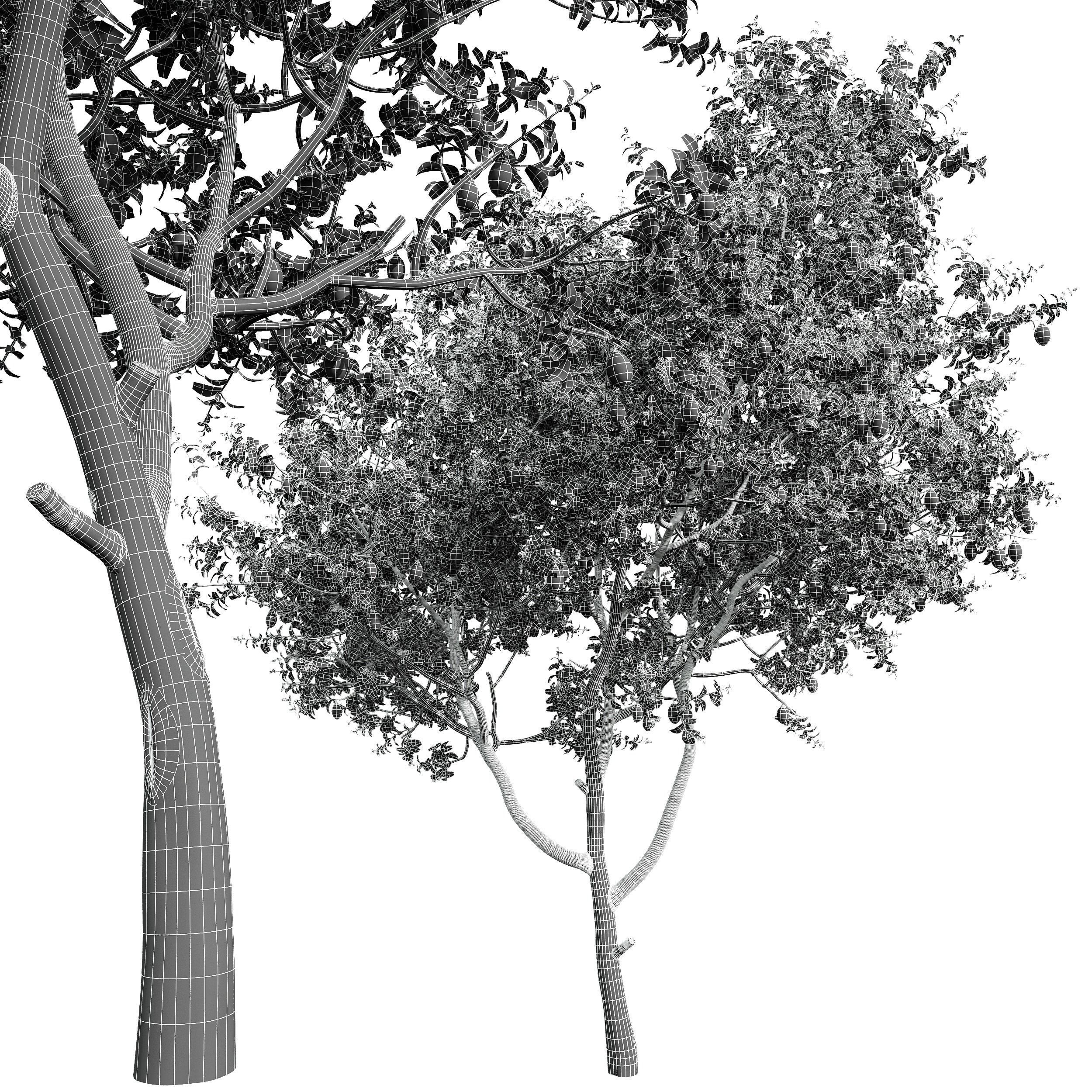 New Plant High detail Citrus Meyer Lemon 3D model_4