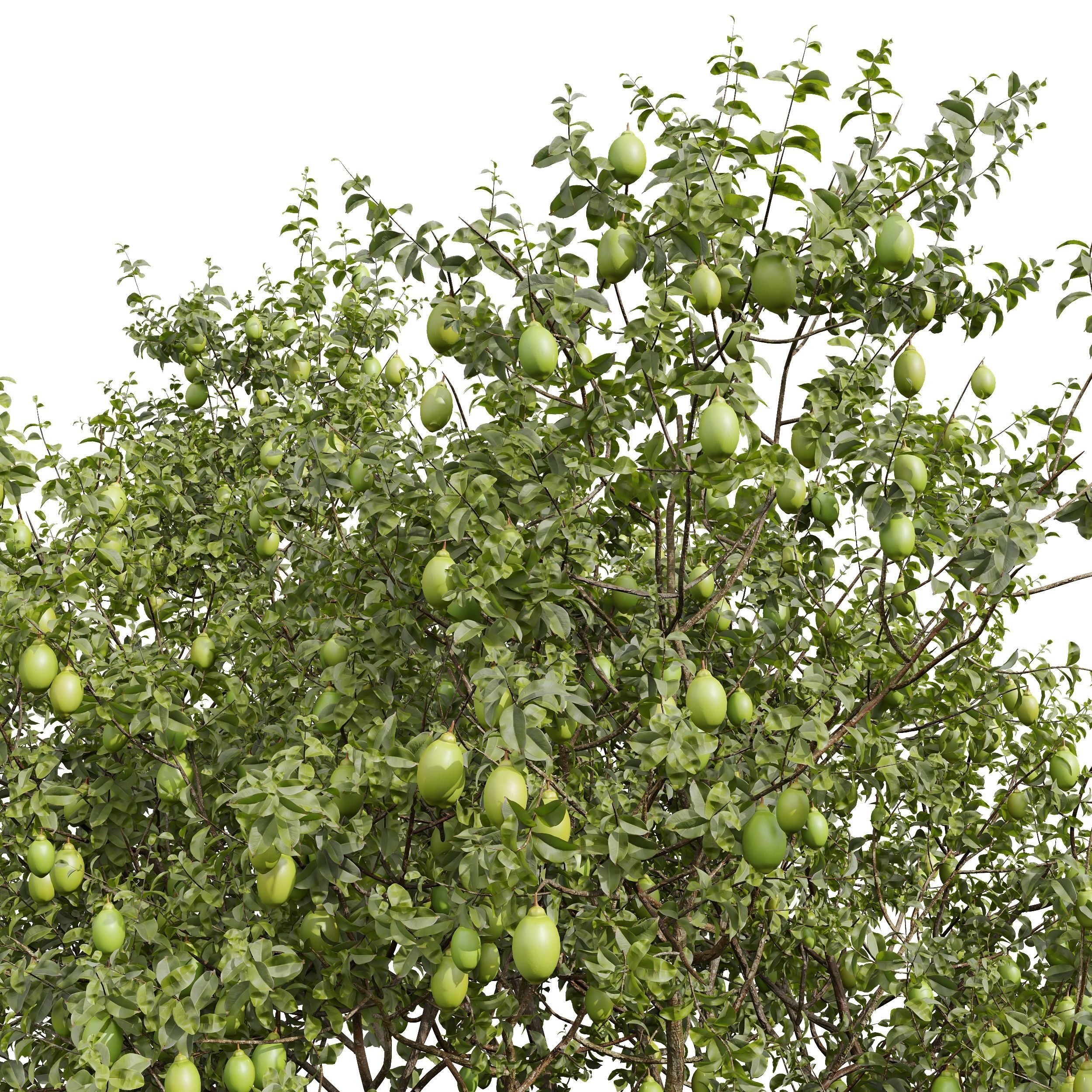 New Plant High detail Citrus Meyer Lemon 3D model_3